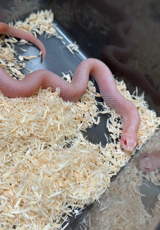 2025 超級北極太陽爆炸 ♂ (H25213)