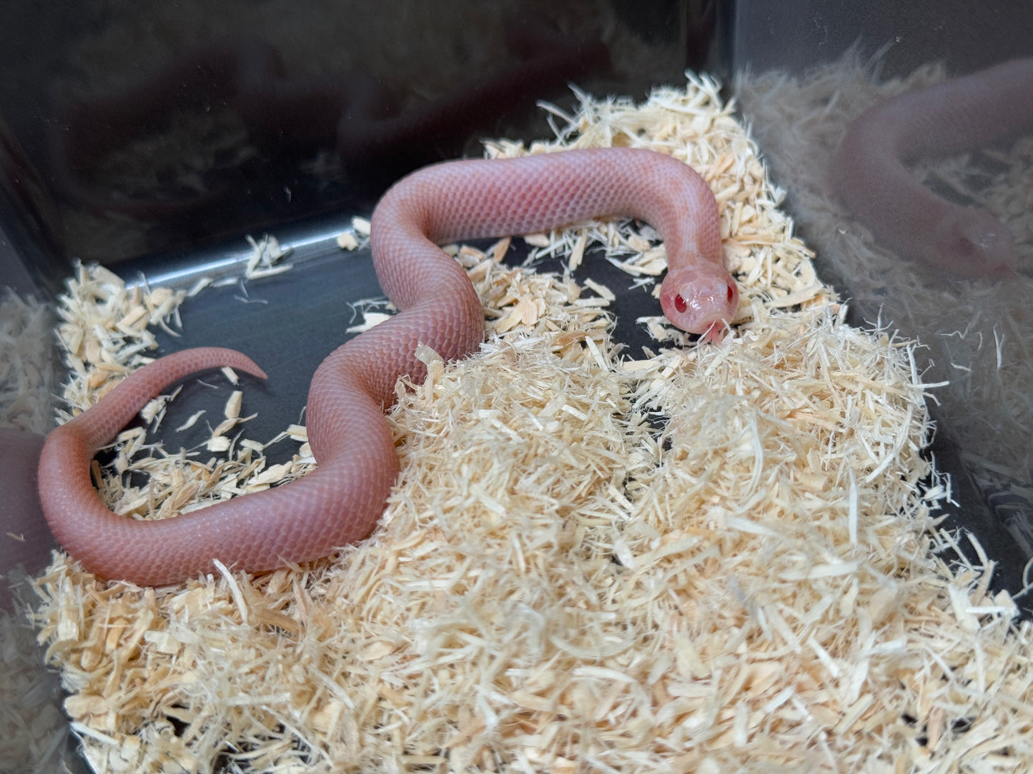 2025 超級北極太陽爆炸 ♂ (H25213)