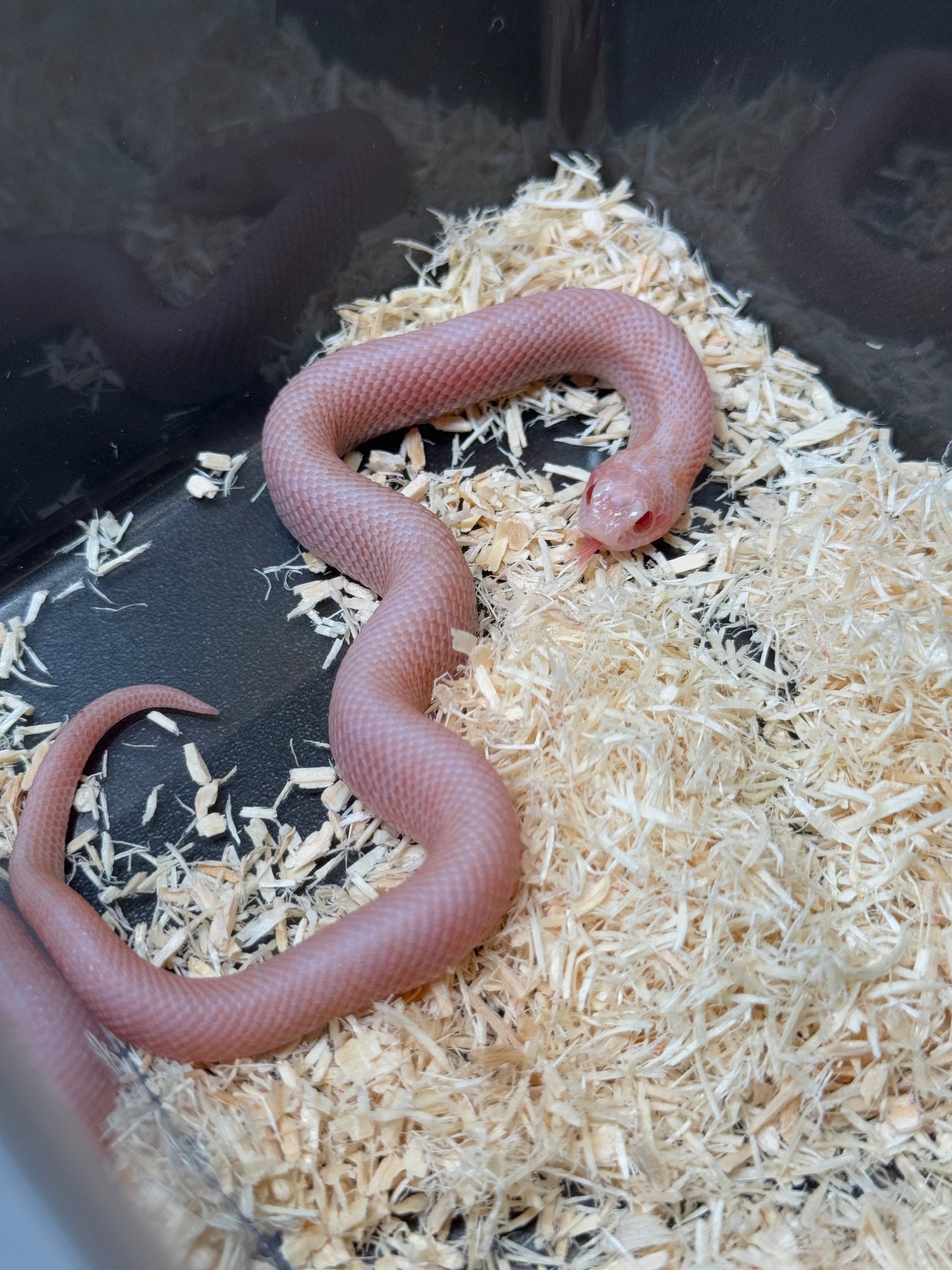 2025 超級北極太陽爆炸 ♂ (H25213)