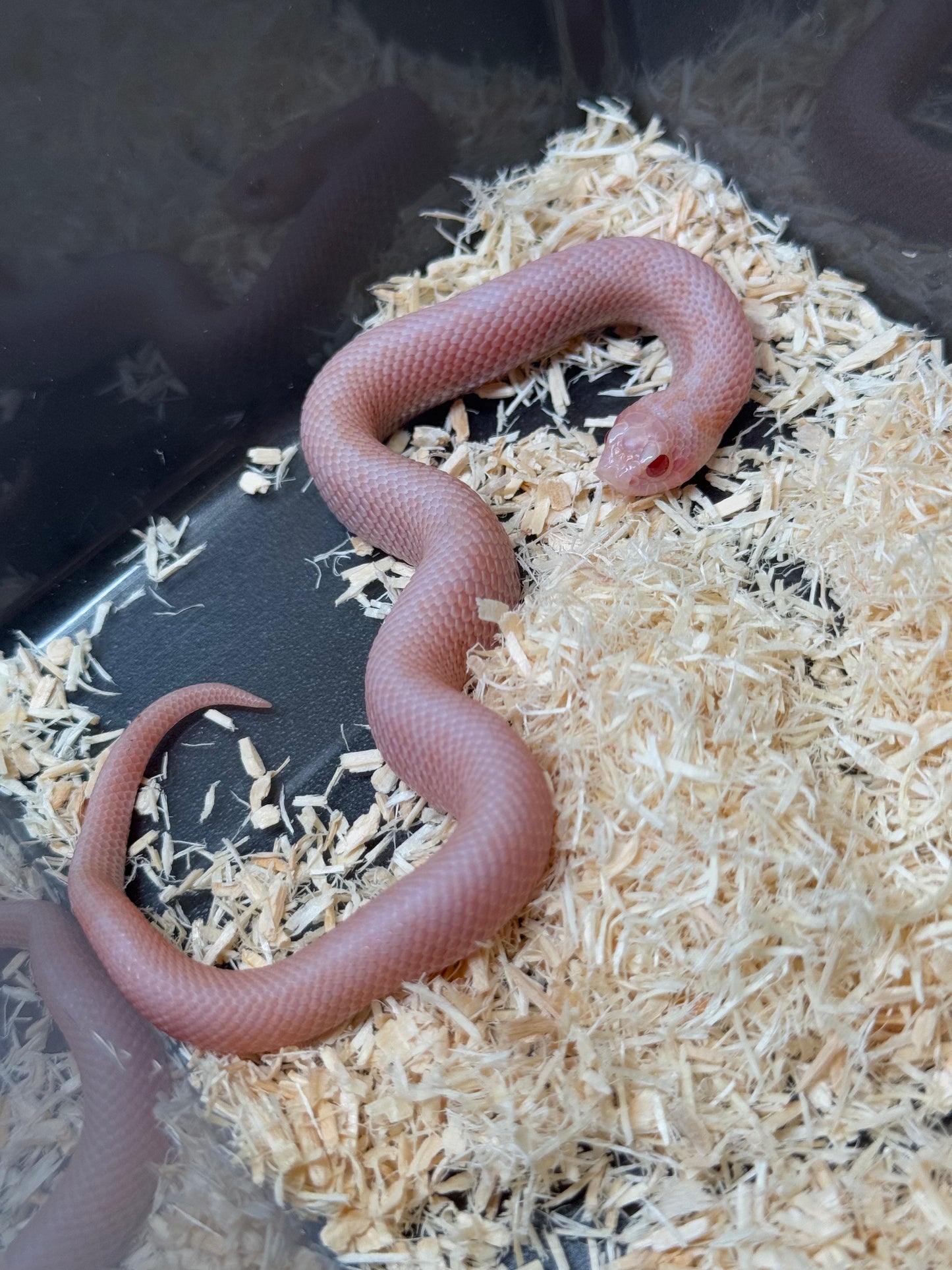 2025 超級北極太陽爆炸 ♂ (H25213)