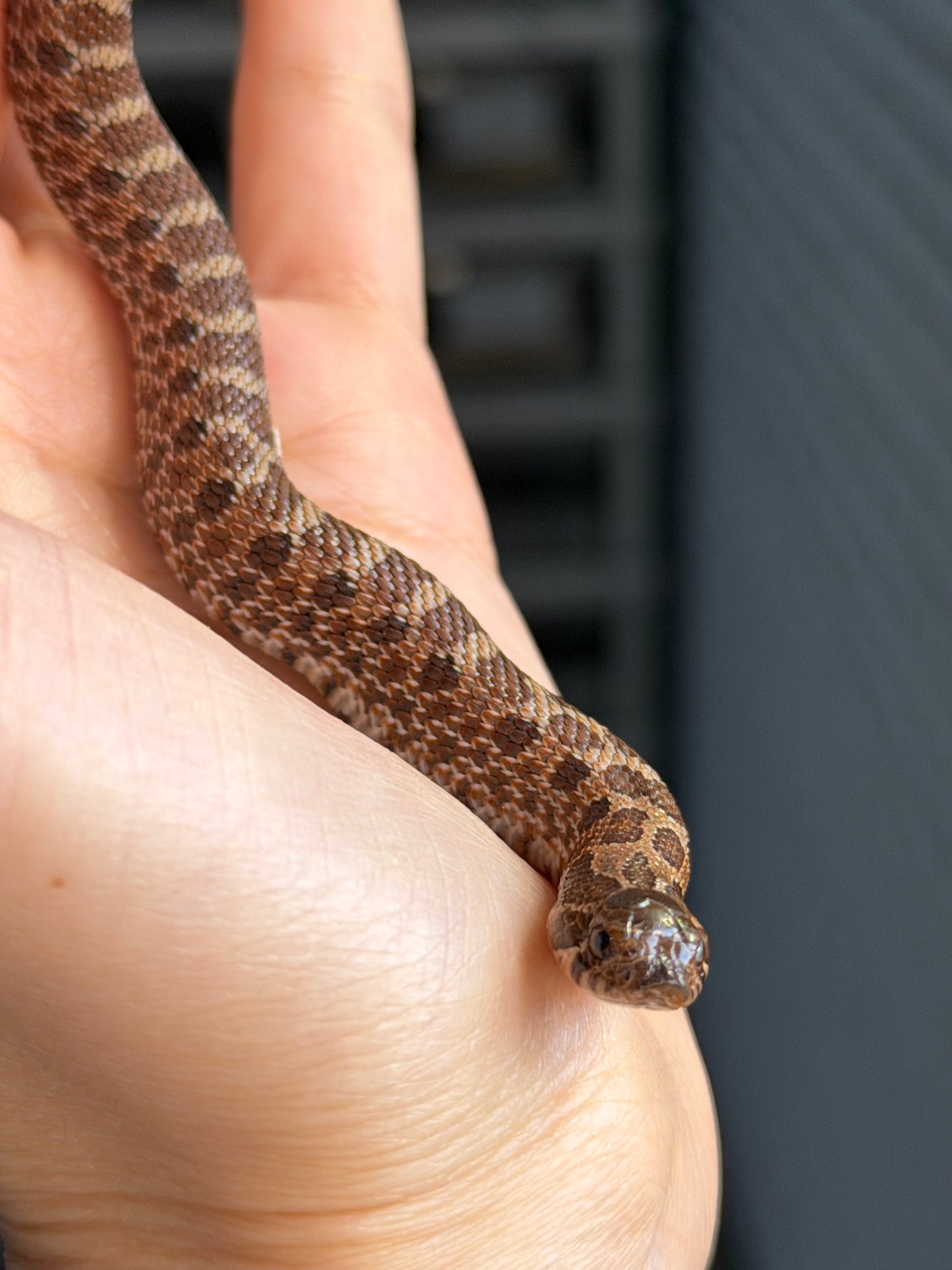 2025 紫貂Het雪爆 ♂ (H25456)