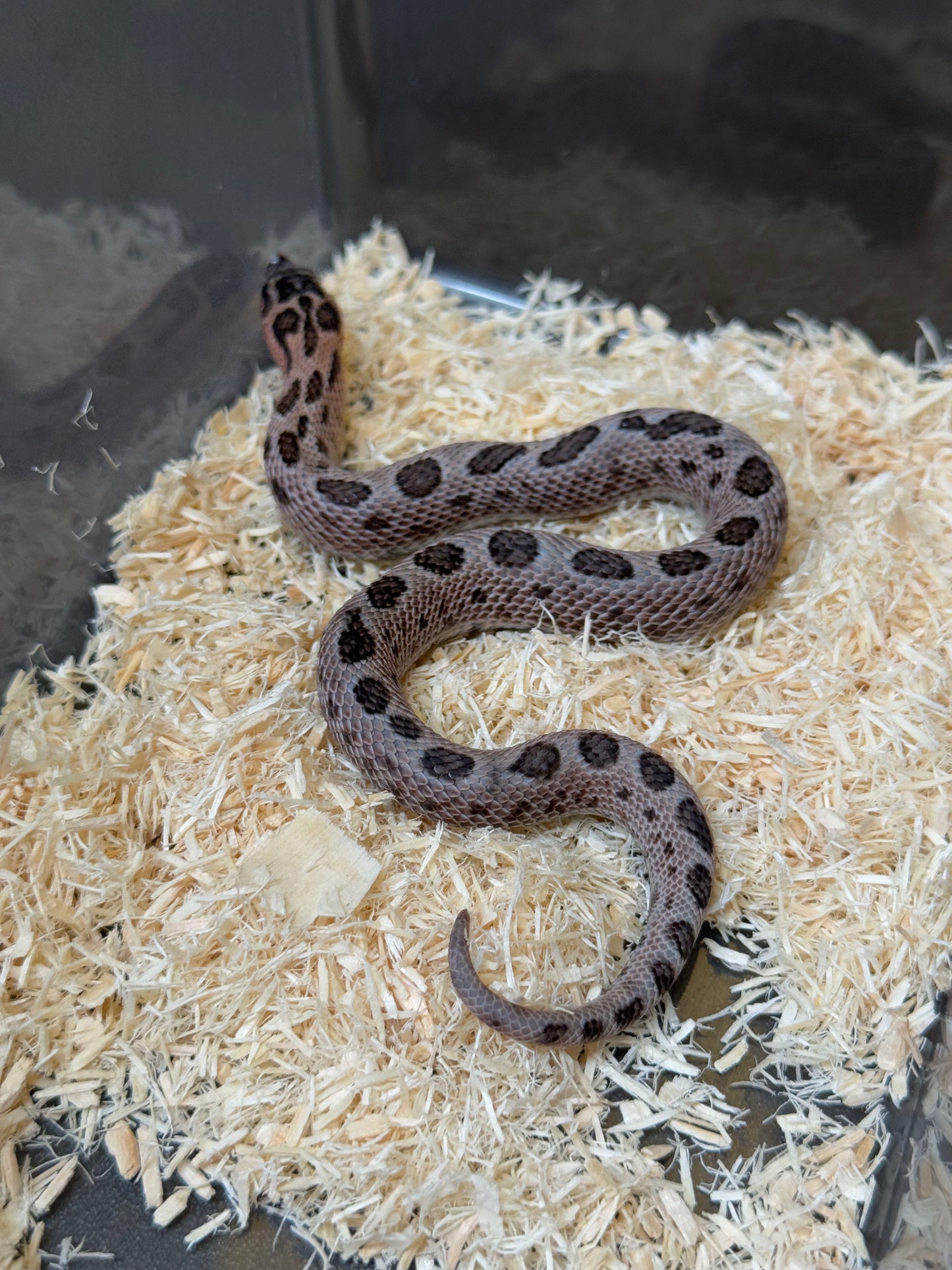 2025 超級北極紫貂康達66%ph白化 ♂ (H25145)