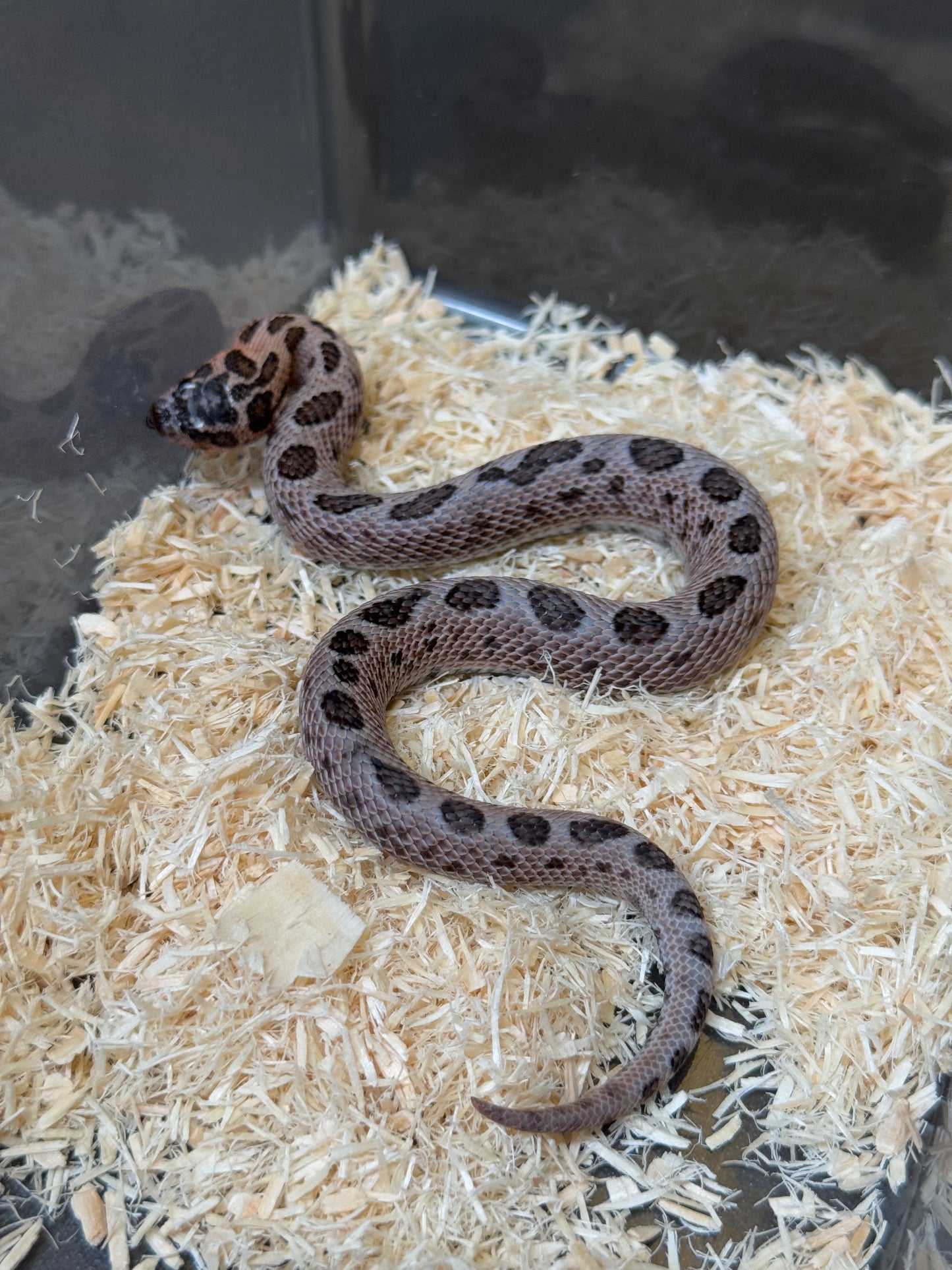 2025 超級北極紫貂康達66%ph白化 ♂ (H25145)