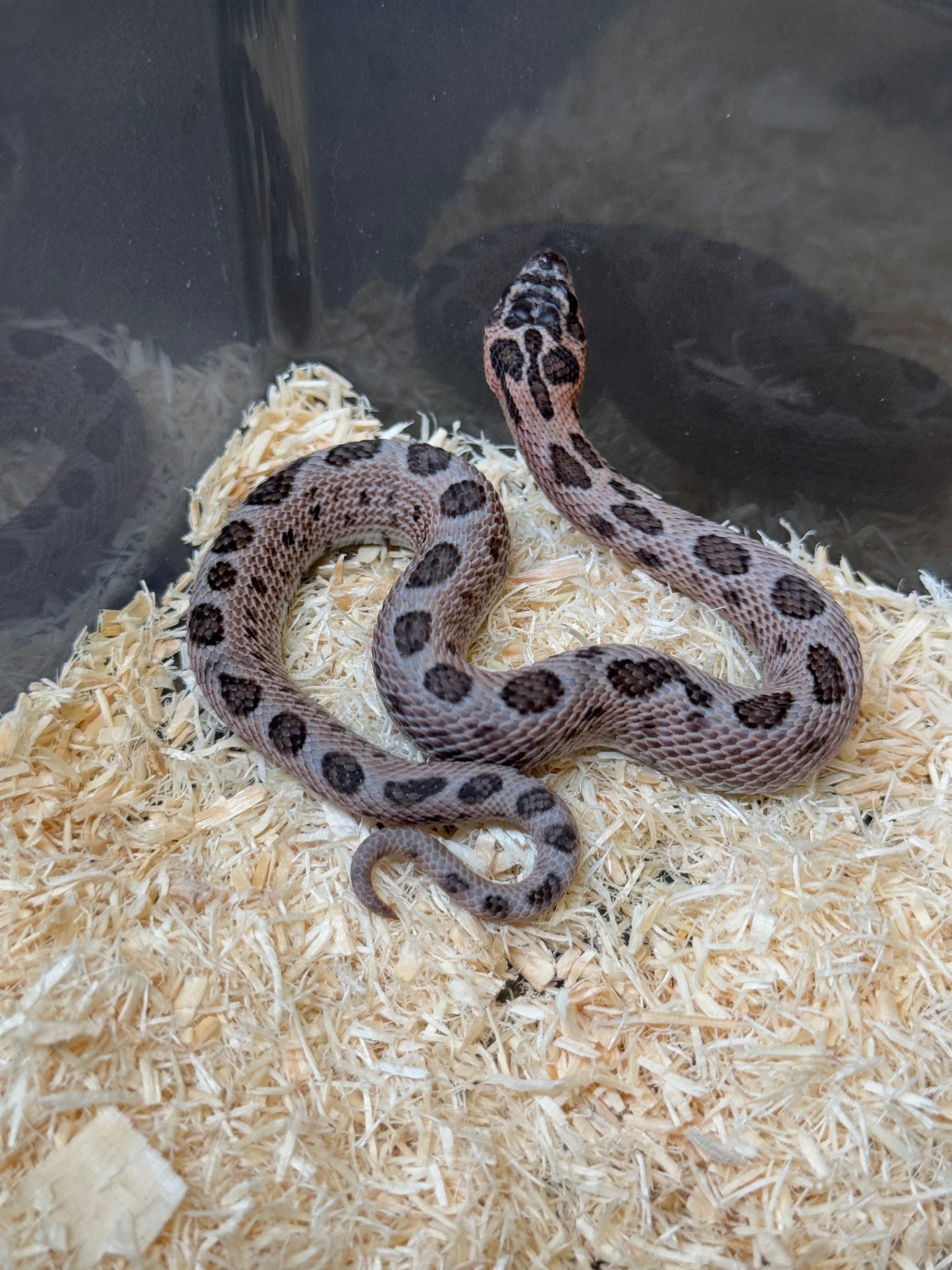 2025 超級北極紫貂康達66%ph白化 ♂ (H25145)