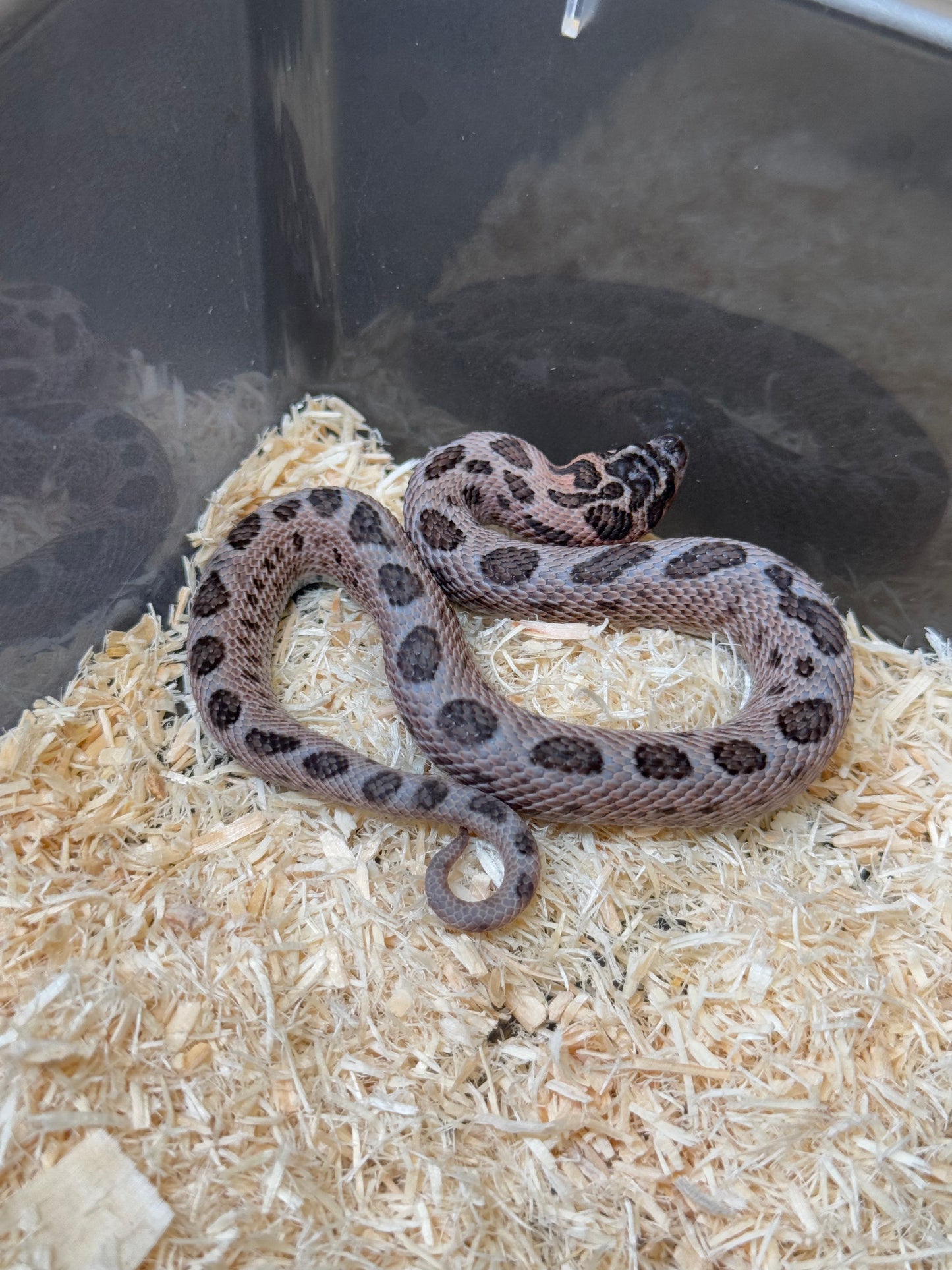 2025 超級北極紫貂康達66%ph白化 ♂ (H25145)