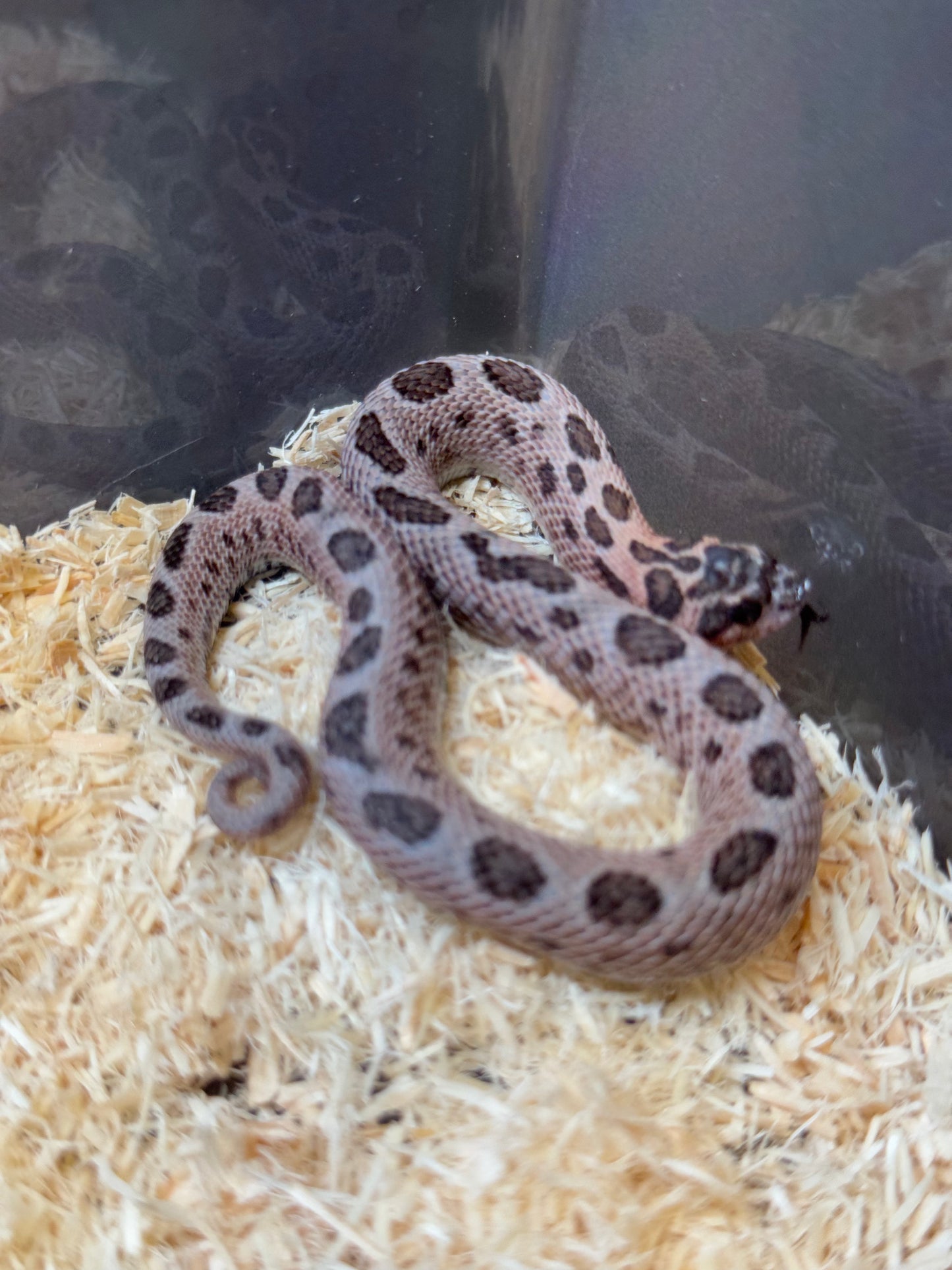 2025 超級北極紫貂康達66%ph白化 ♂ (H25145)