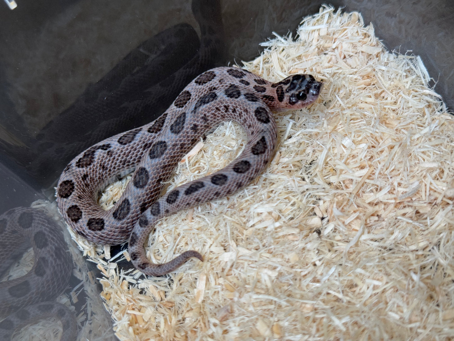 2025 超級北極紫貂康達66%ph白化 ♂ (H25145)