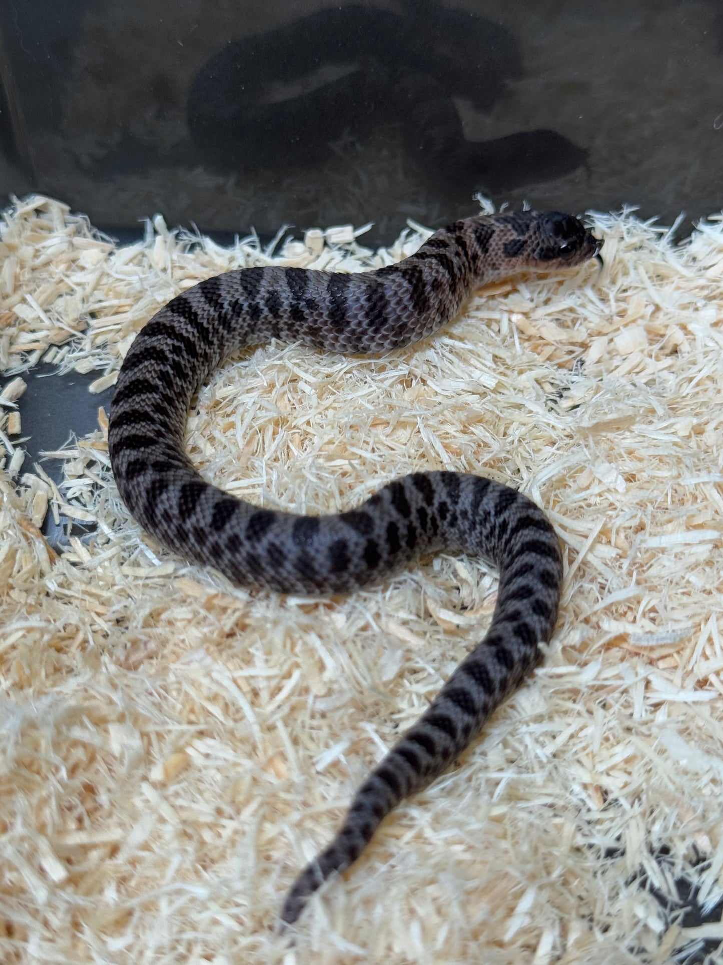 2025 超級北極紫貂66%ph白化 ♀ (H25427)