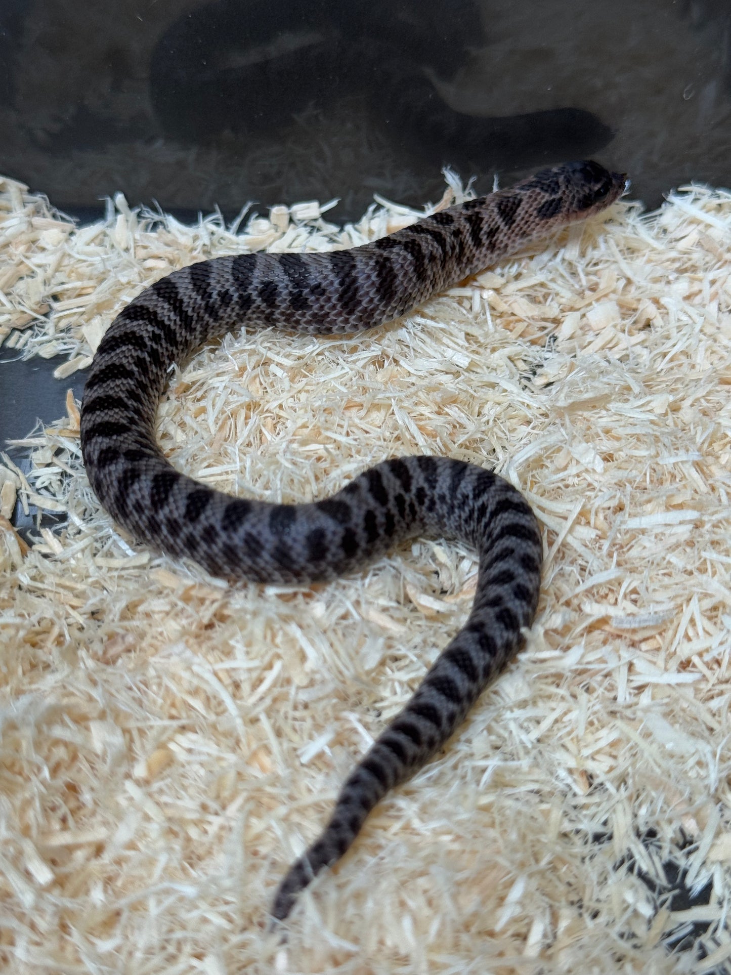 2025 超級北極紫貂66%ph白化 ♀ (H25427)