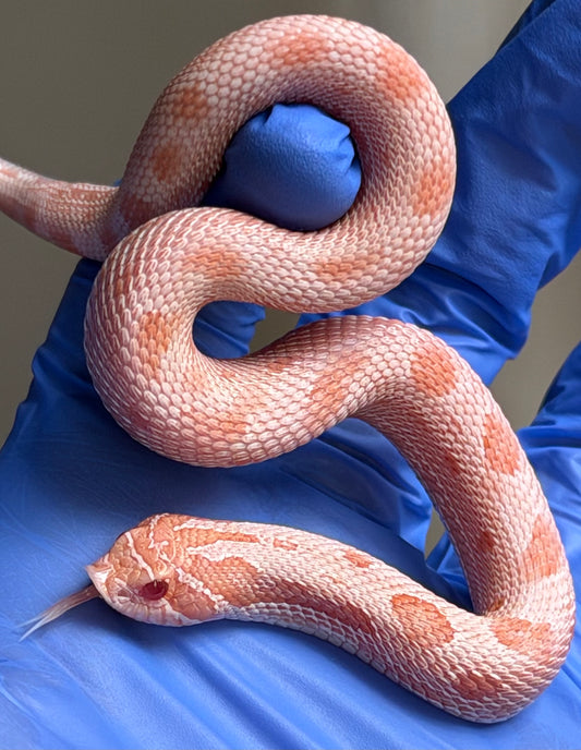 Extreme Red Coral Conda