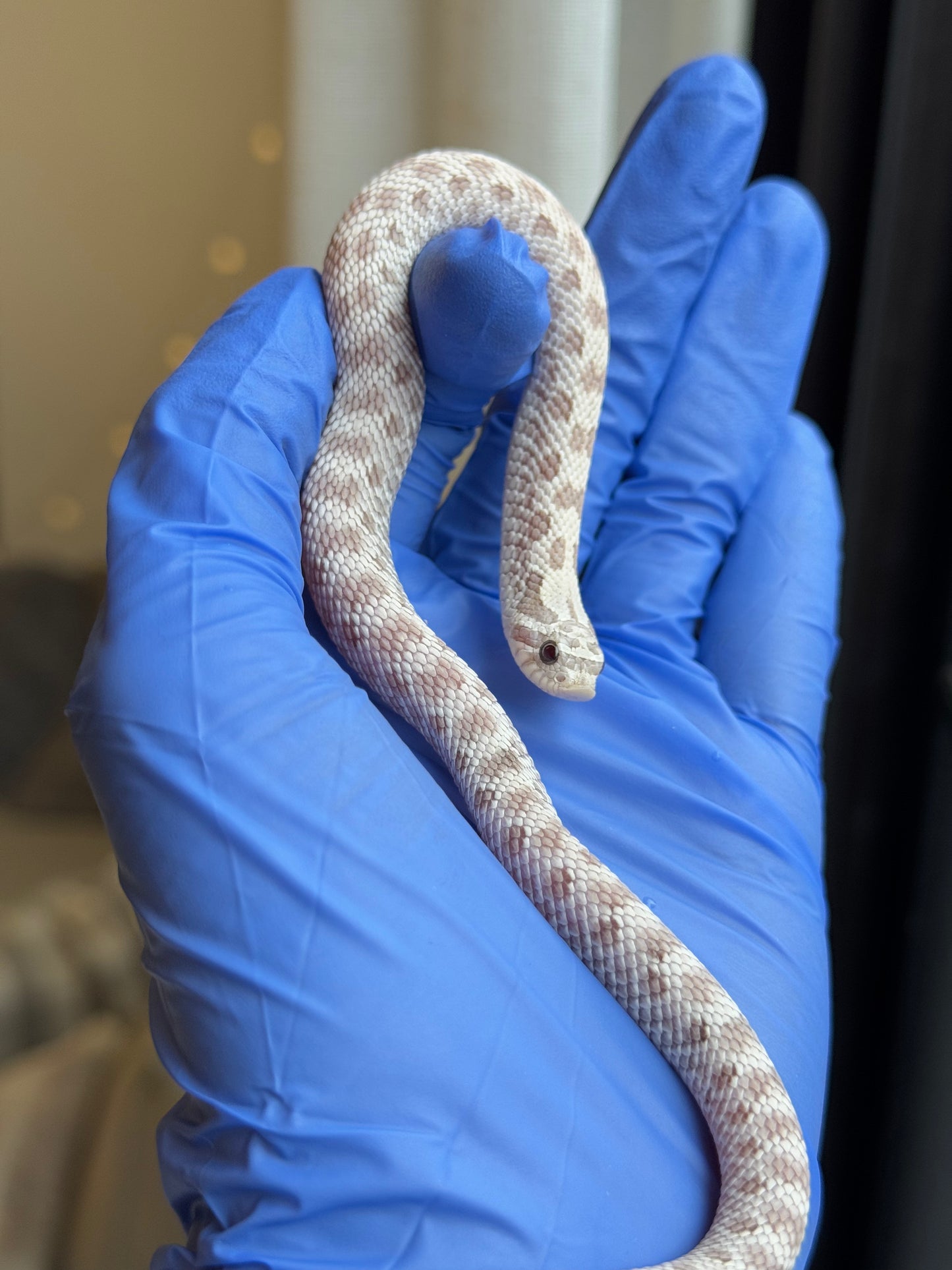 2025 毒藥 ♀ (H25252)