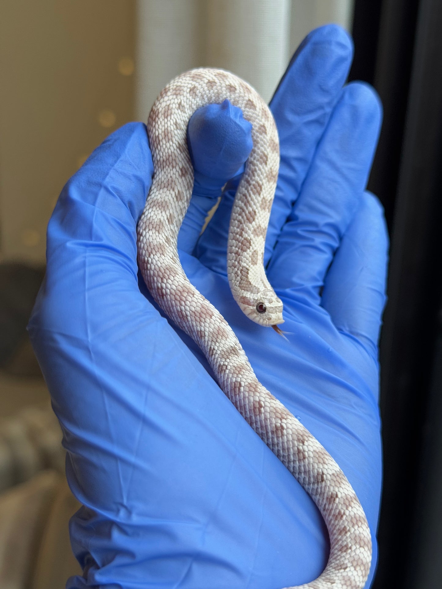 2025 毒藥 ♀ (H25252)