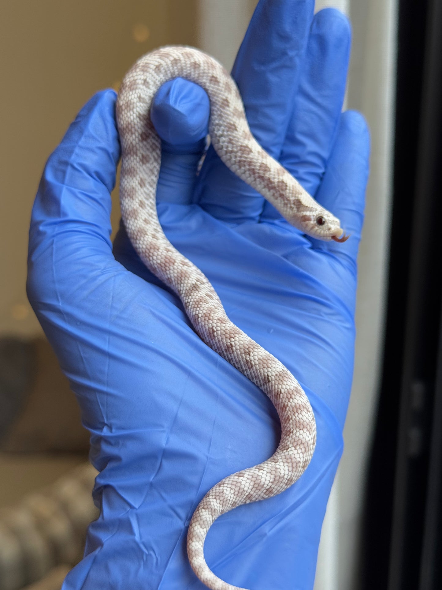 2025 毒藥 ♀ (H25252)