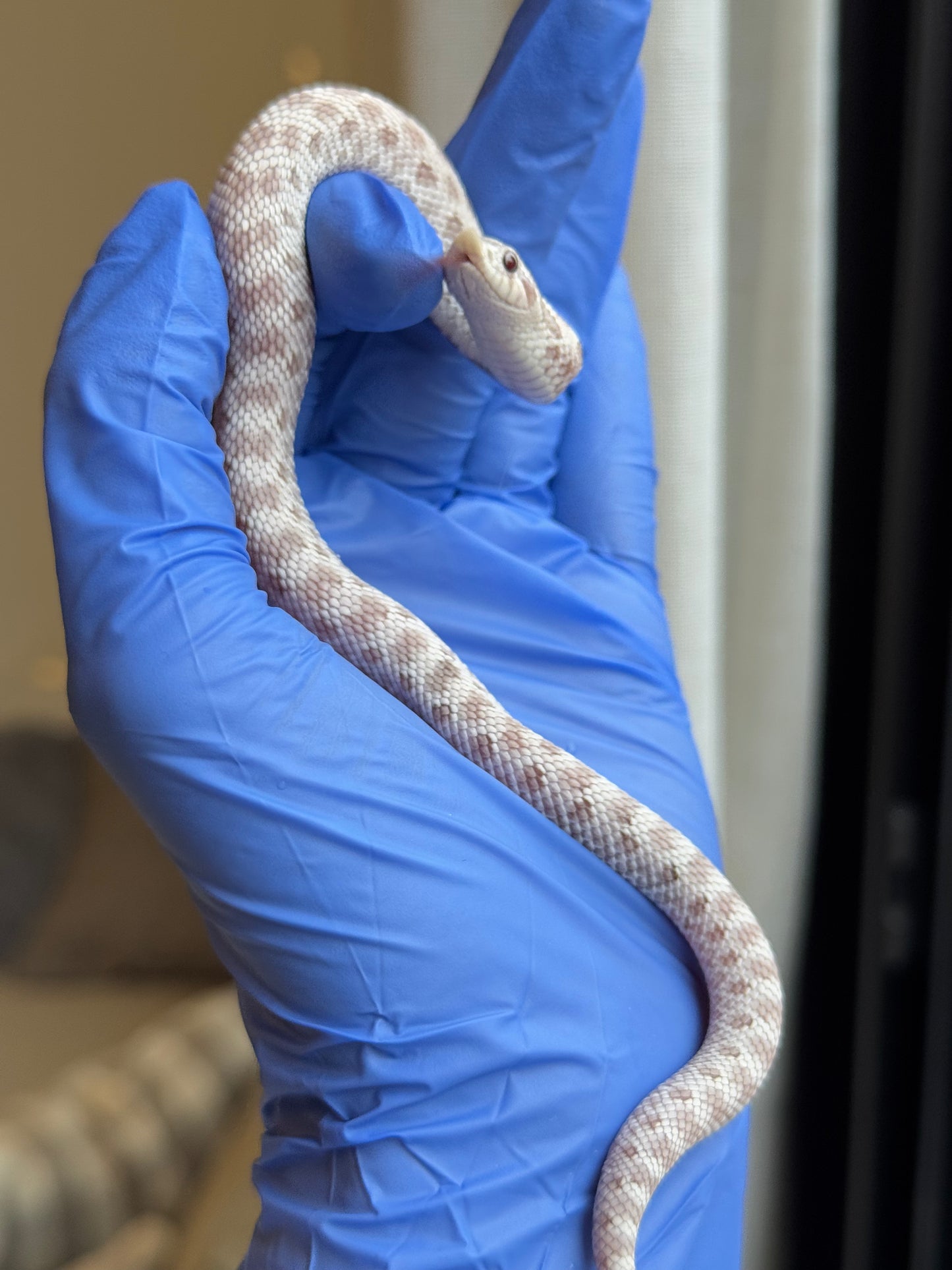 2025 毒藥 ♀ (H25252)