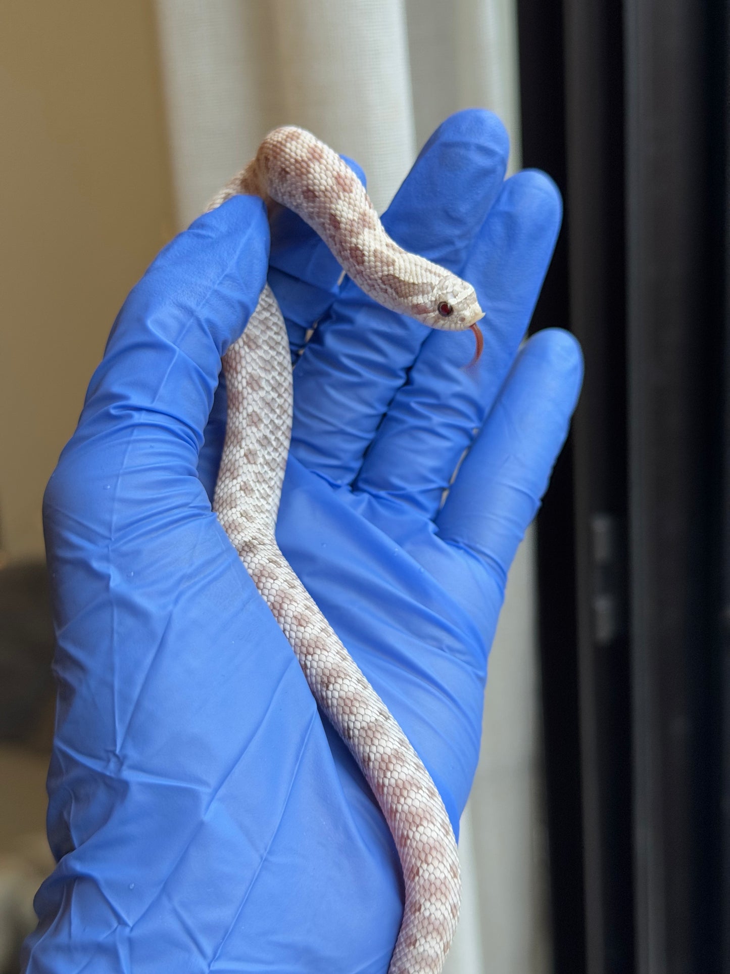 2025 毒藥 ♀ (H25252)