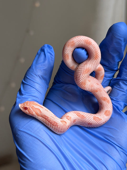Extreme Red Coral Conda