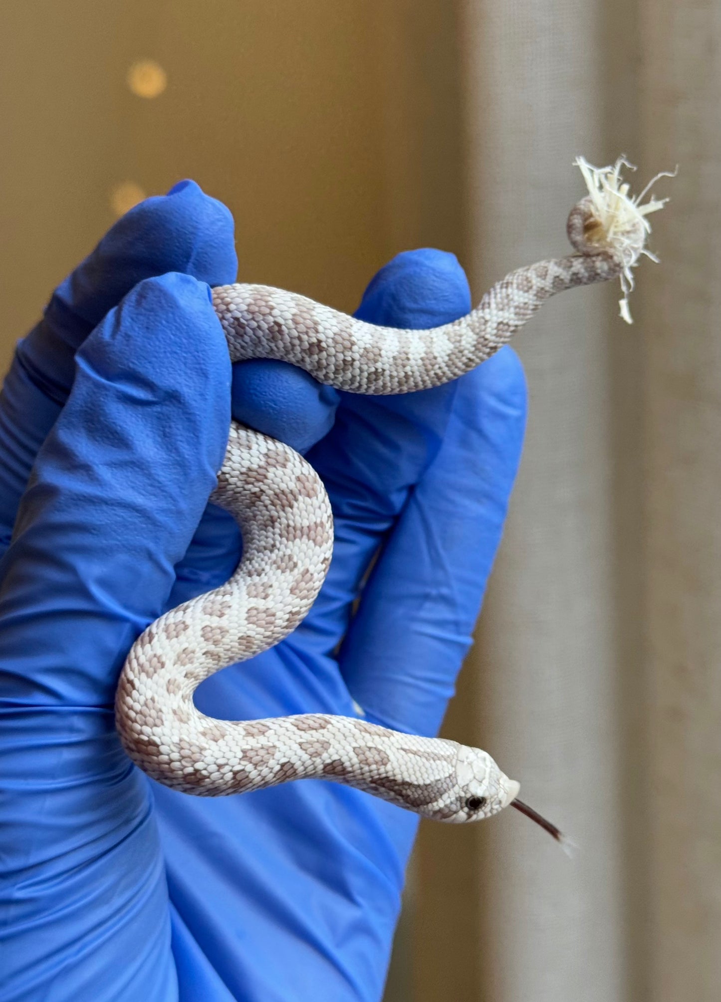 2025 毒藥 ♂ (H25420)