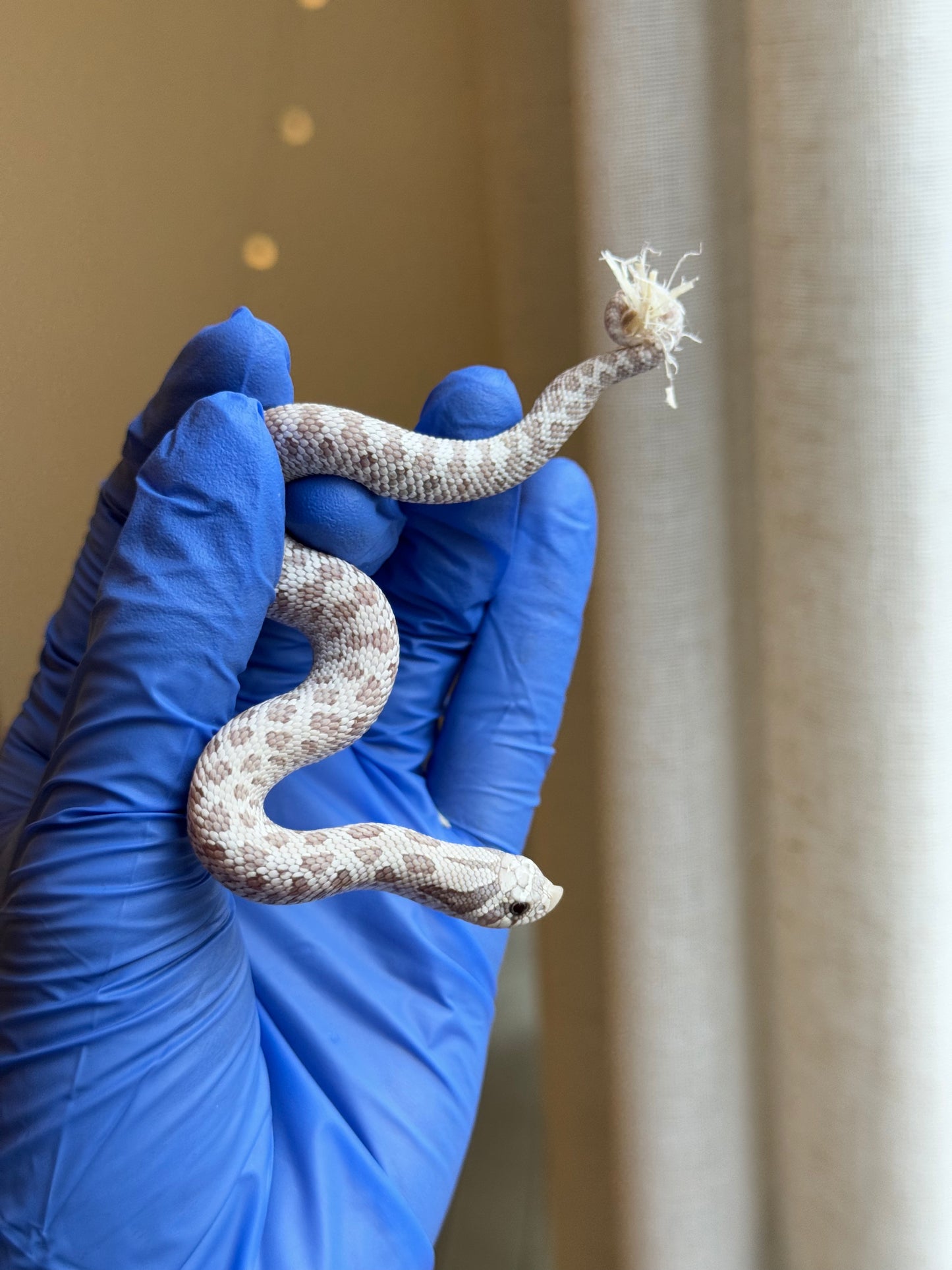 2025 毒藥 ♂ (H25420)