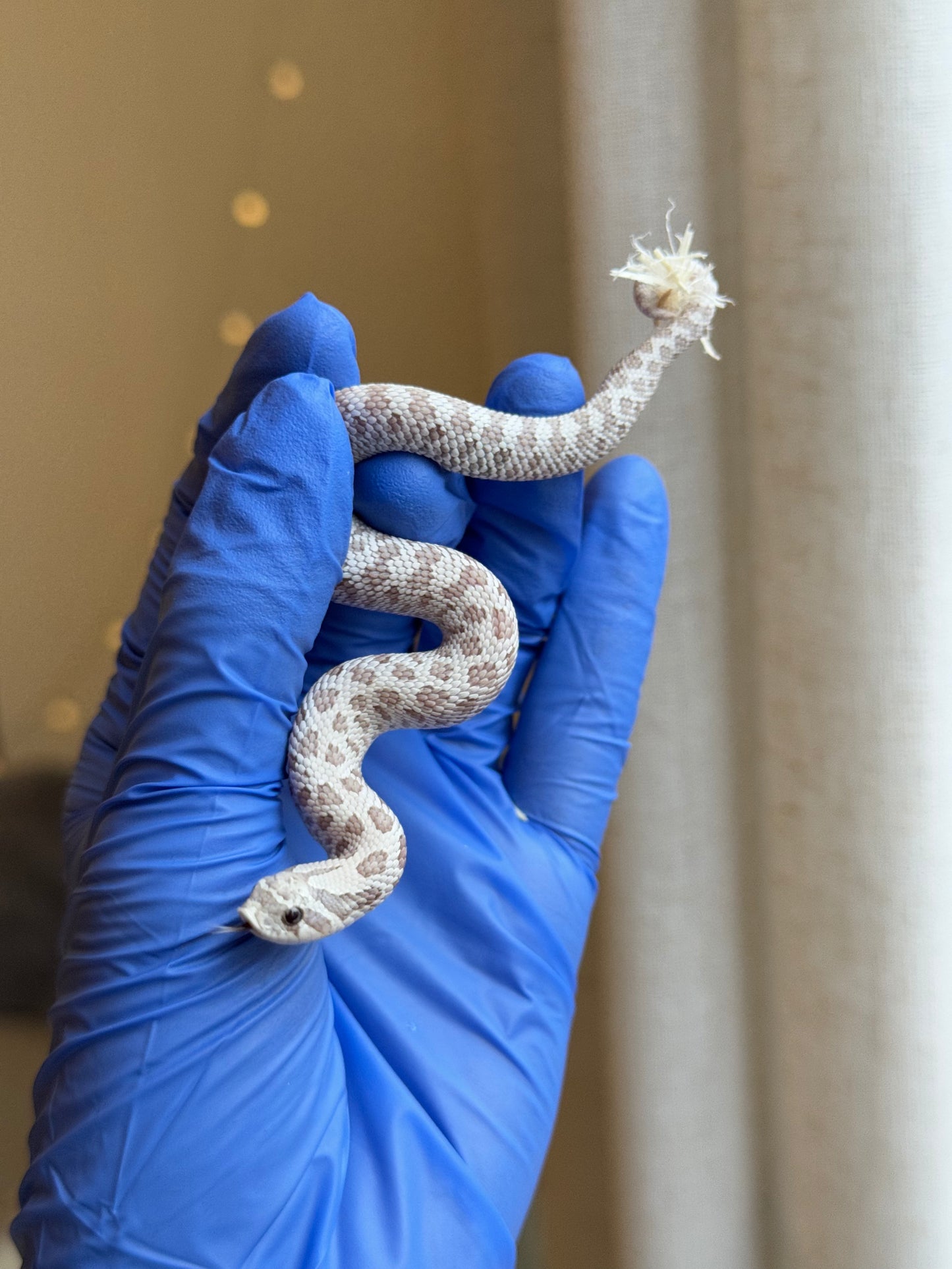 2025 毒藥 ♂ (H25420)