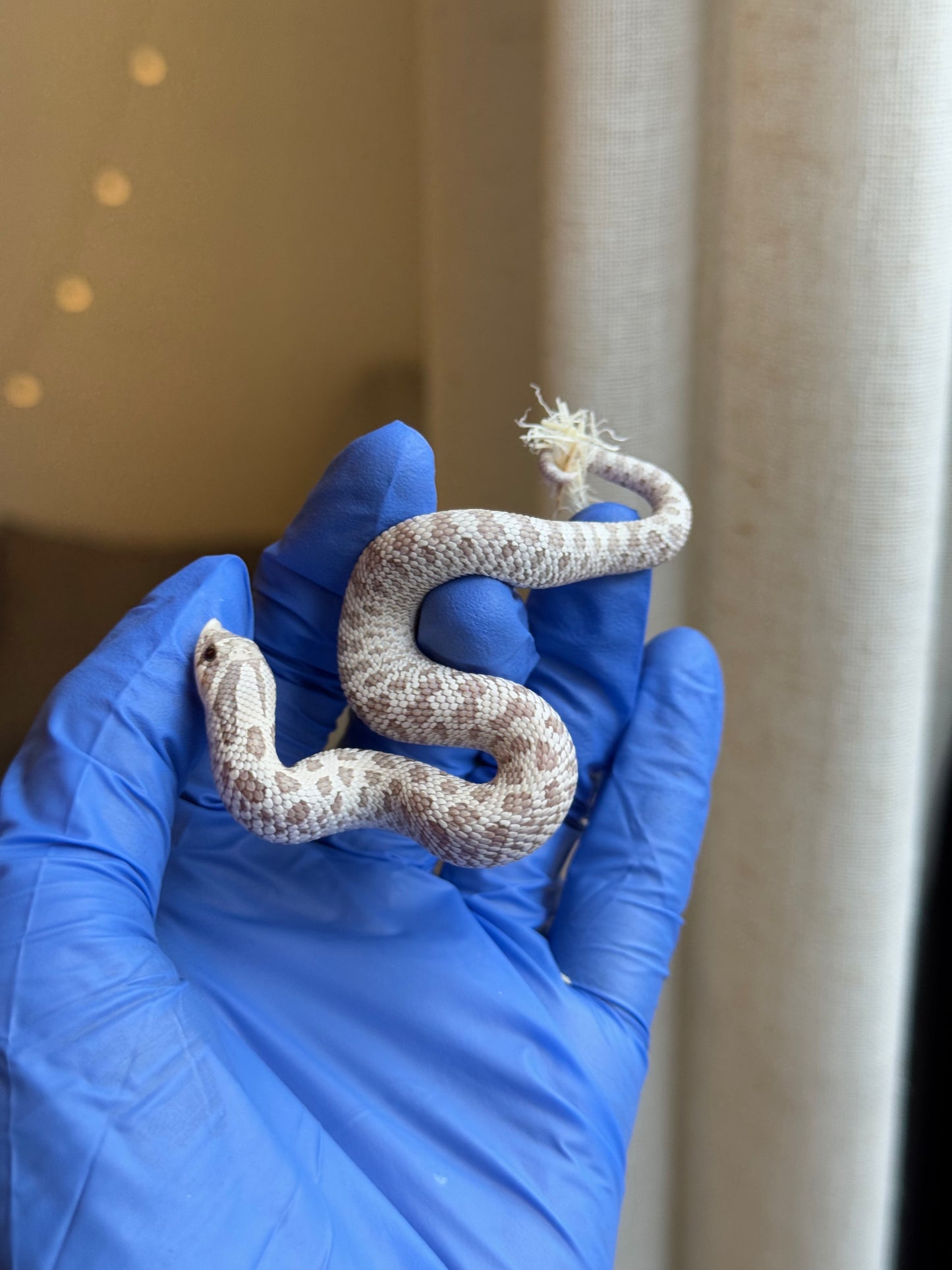 2025 毒藥 ♂ (H25420)