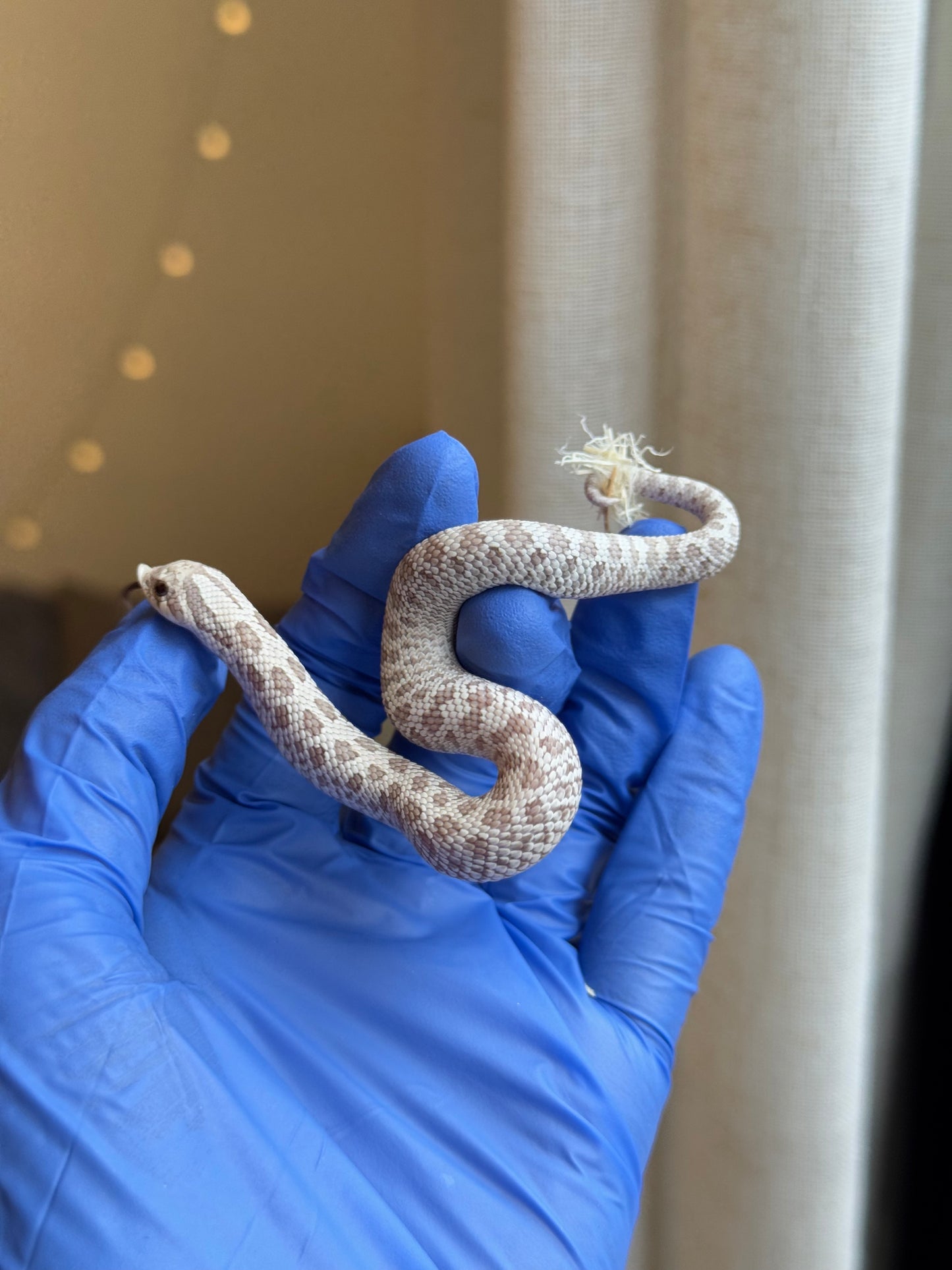 2025 毒藥 ♂ (H25420)