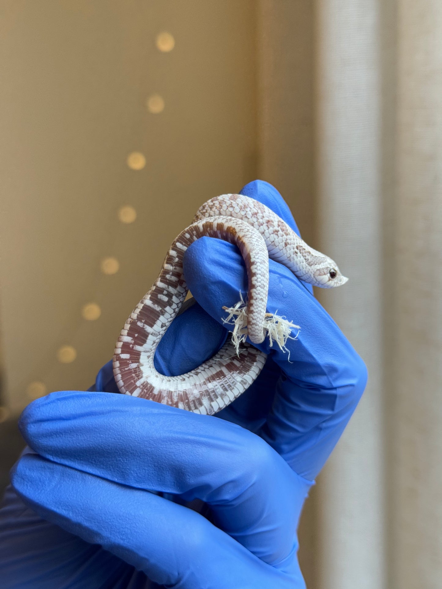 2025 毒藥 ♂ (H25420)