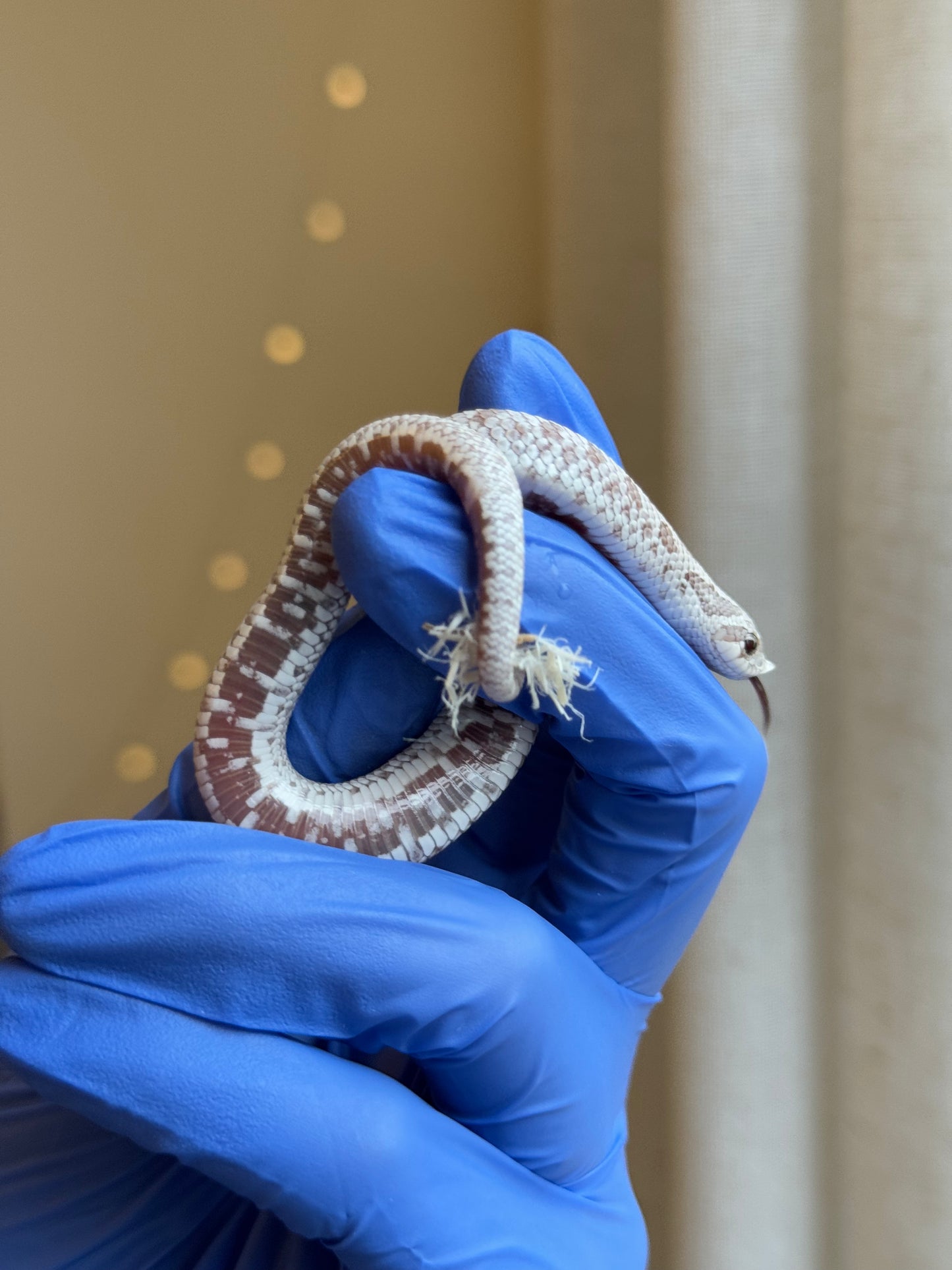 2025 毒藥 ♂ (H25420)