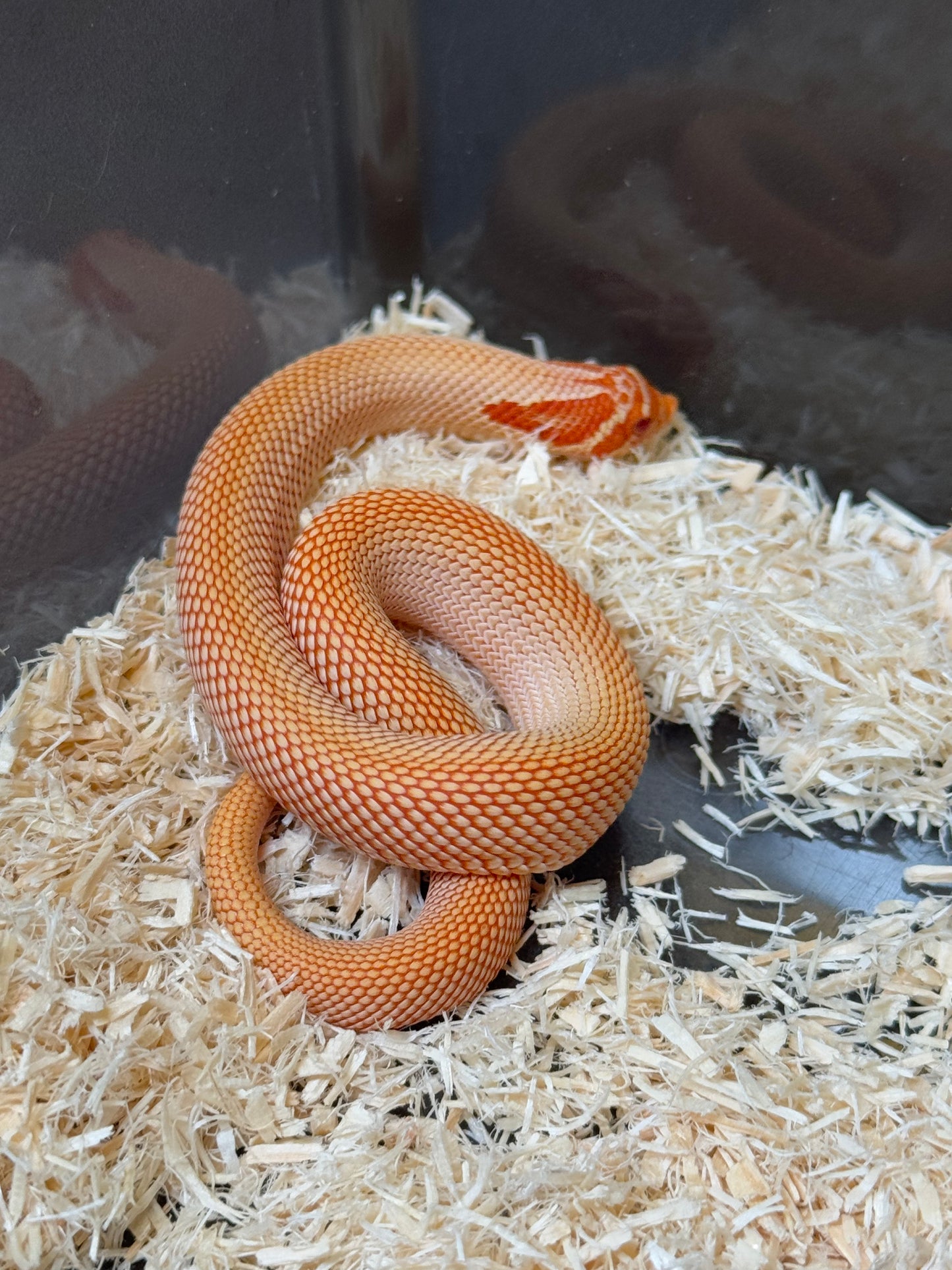 2025 極端紅白化超級康達 ♂ (H25382)