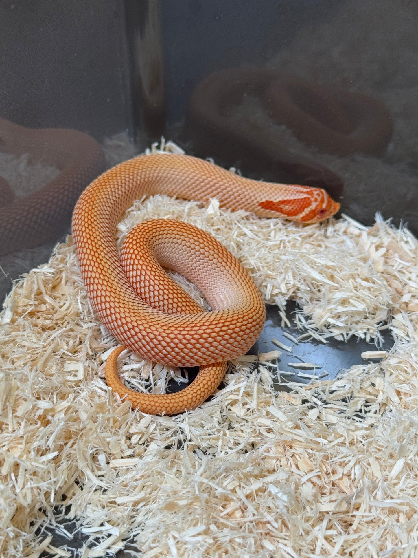 2025 極端紅白化超級康達 ♂ (H25382)