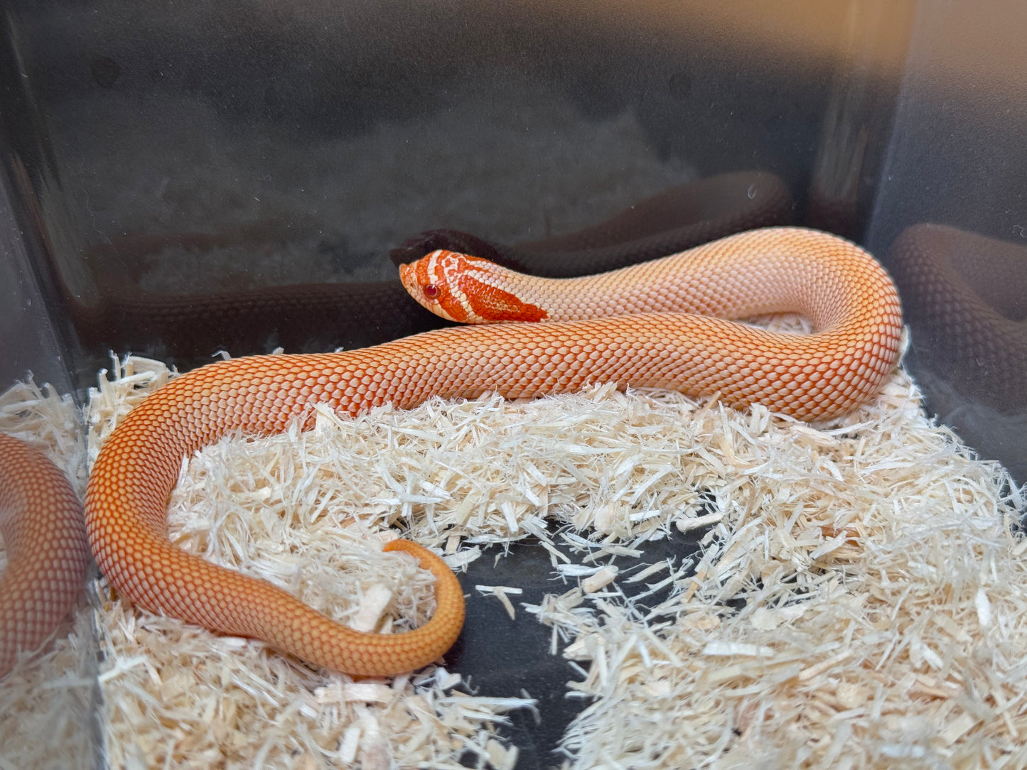 2025 極端紅白化超級康達 ♂ (H25382)