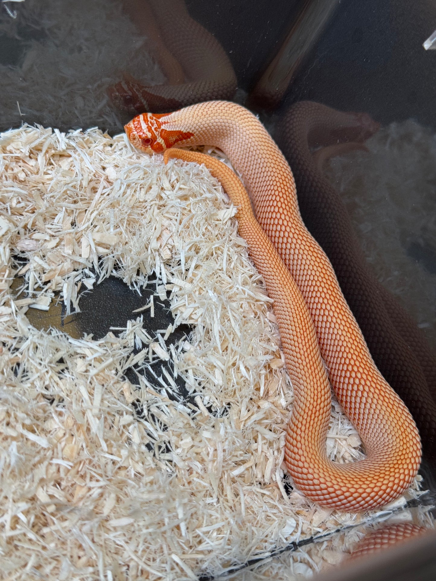 2025 極端紅白化超級康達 ♂ (H25382)