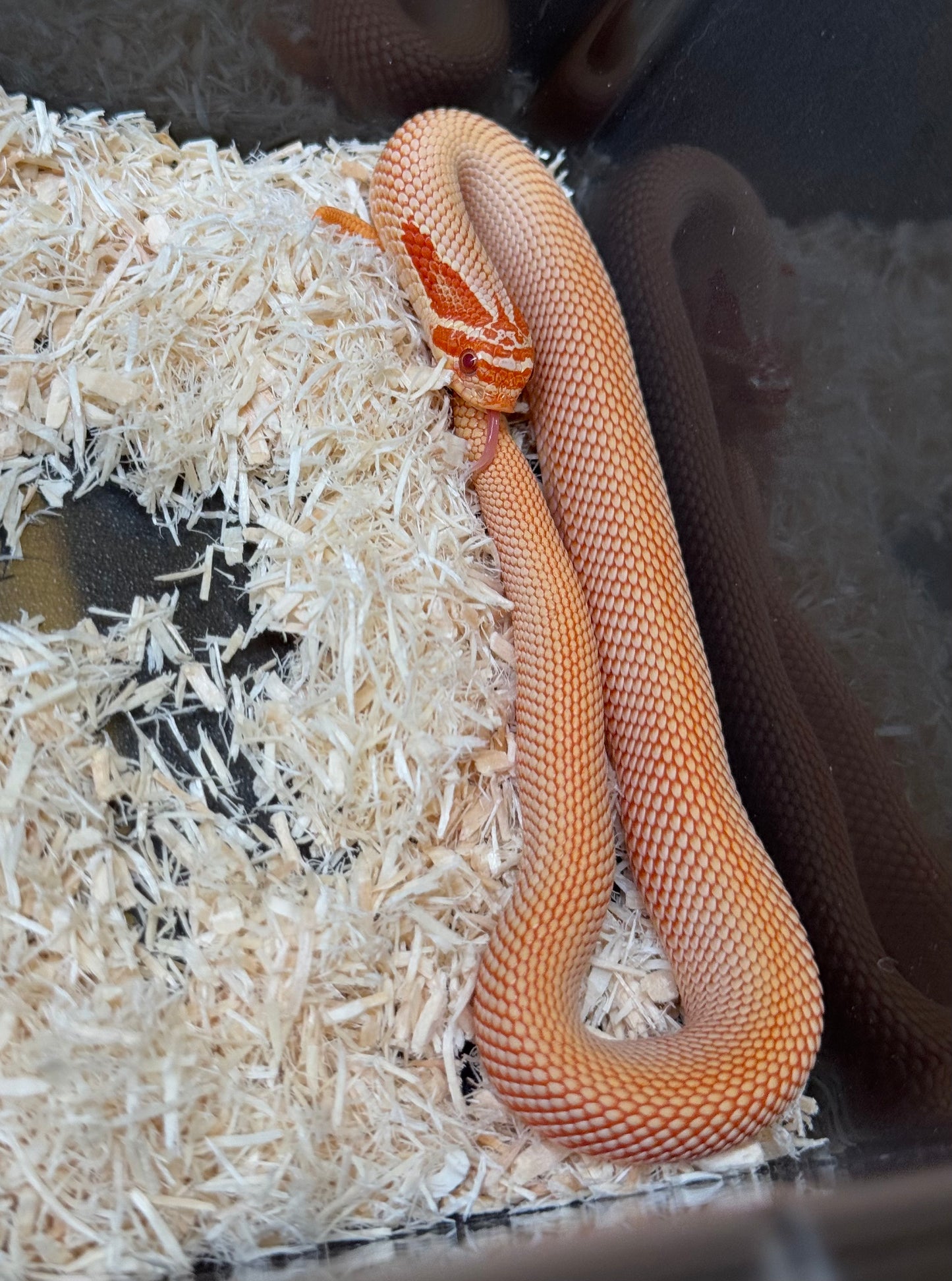 2025 極端紅白化超級康達 ♂ (H25382)