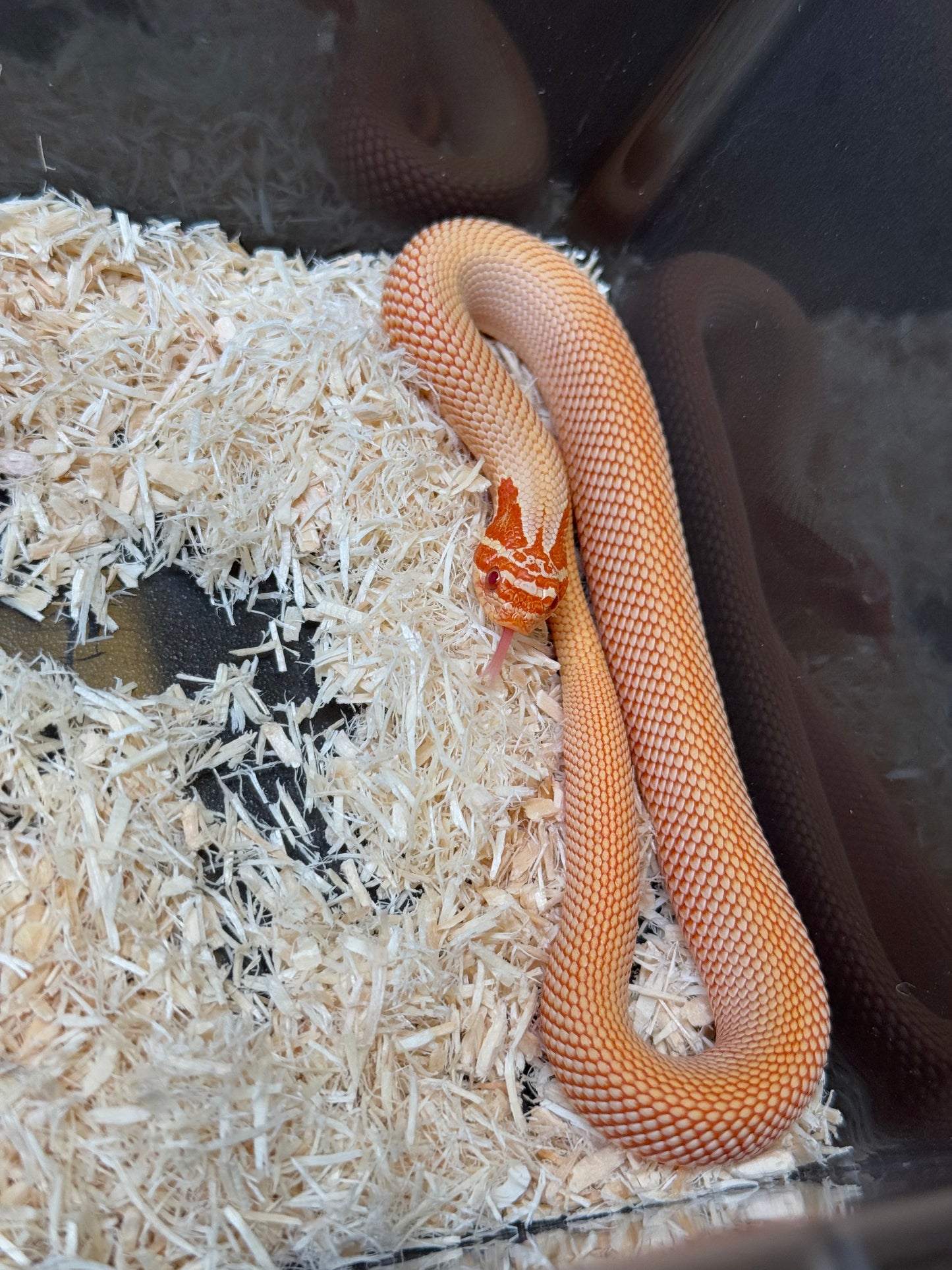 2025 極端紅白化超級康達 ♂ (H25382)