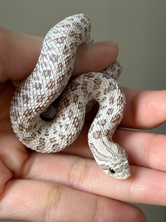 2025 北極毒藥 ♀ (H25387)