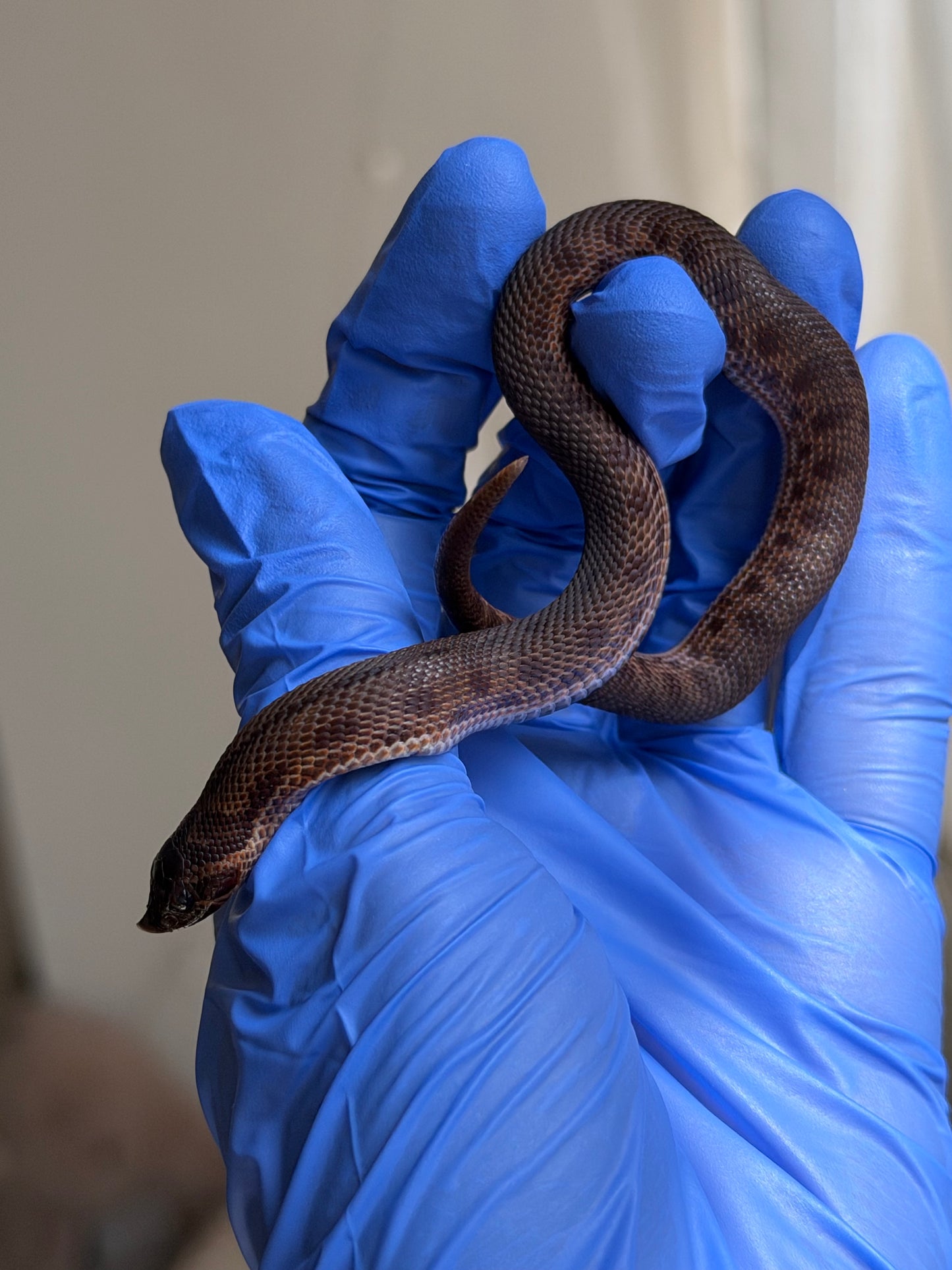 Colorblast Bloodline Swiss Conda 66%ph Albino