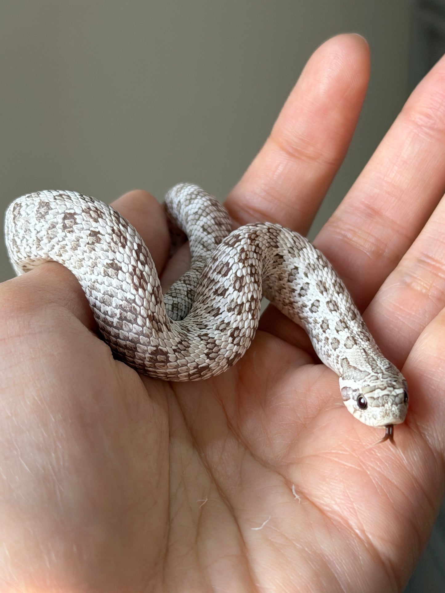 2025 北極毒藥 ♀ (H25387)