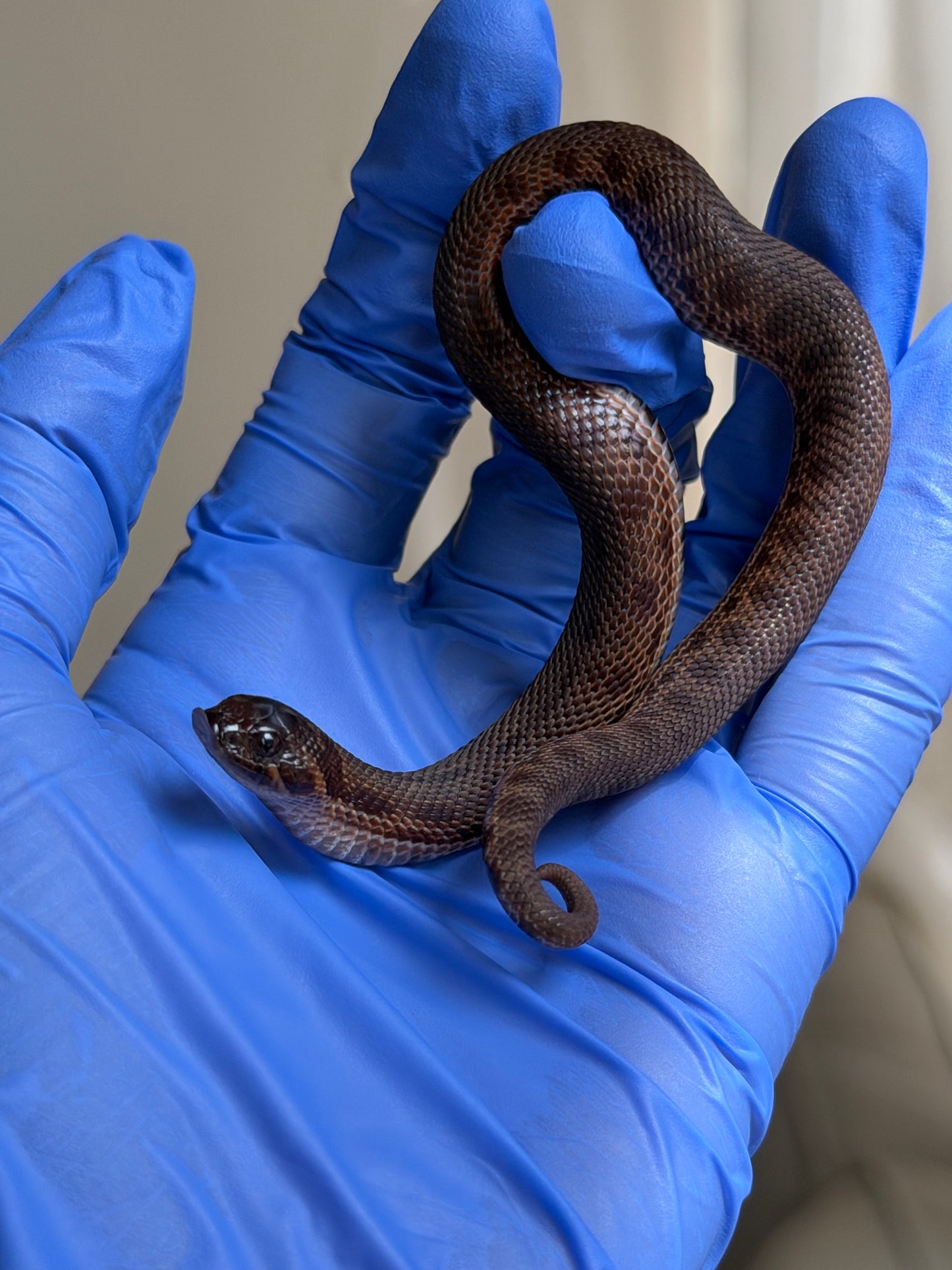 Colorblast Bloodline Swiss Conda 66%ph Albino