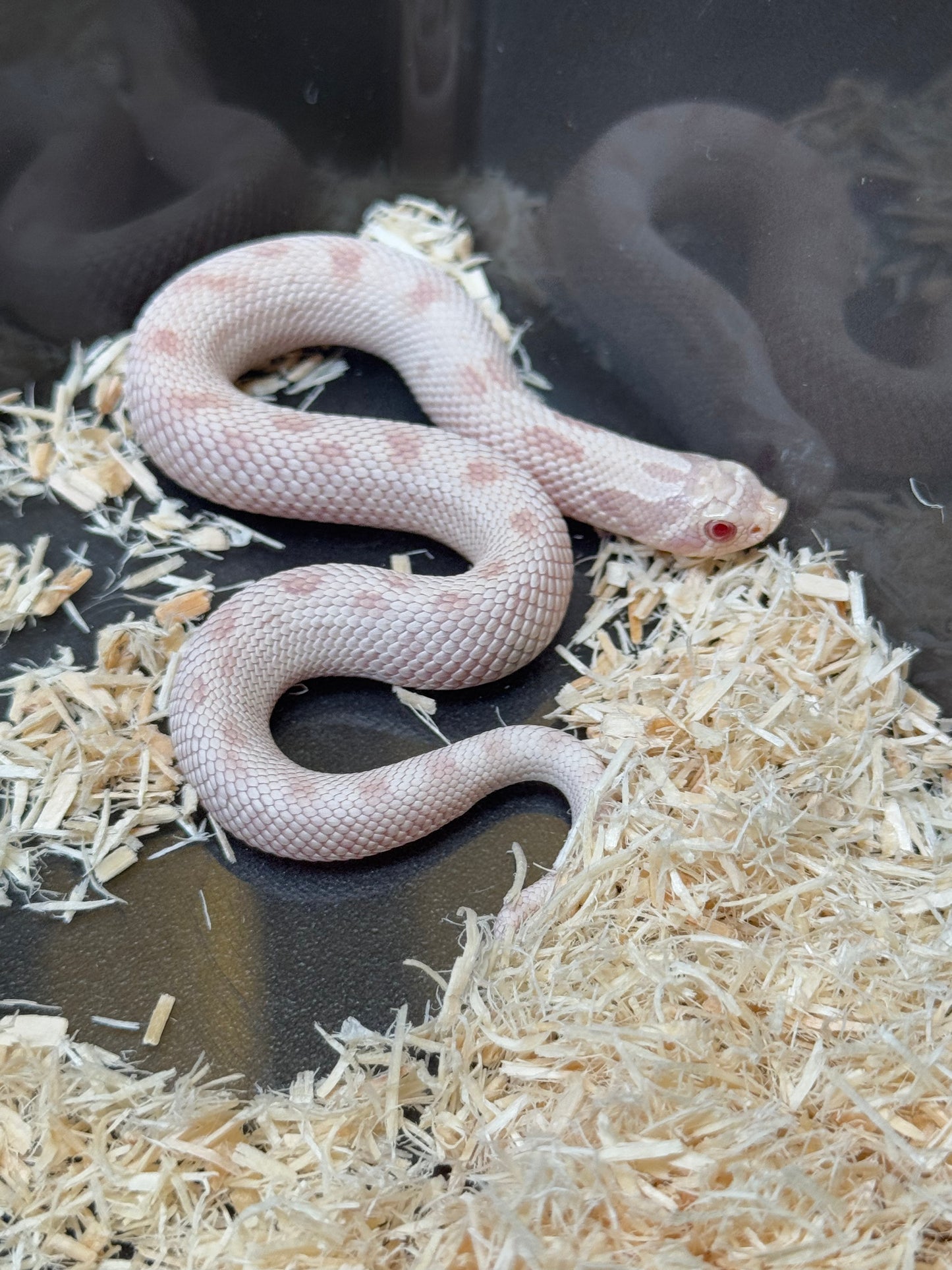 2025 雪白康達 ♂ (H25161)