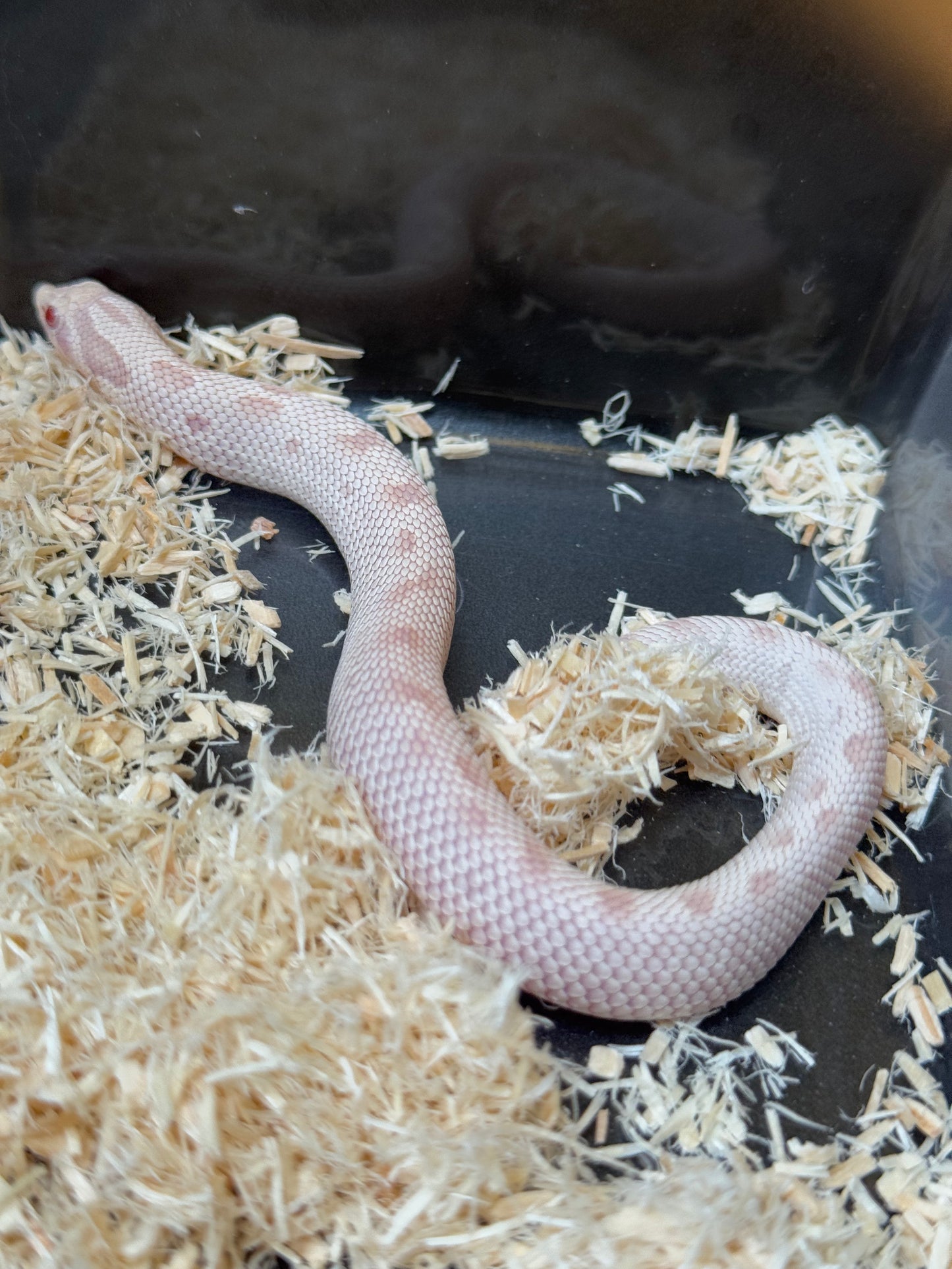 2025 雪白康達 ♂ (H25161)