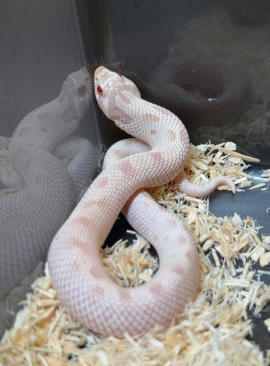 2025 雪白康達 ♂ (H25161)