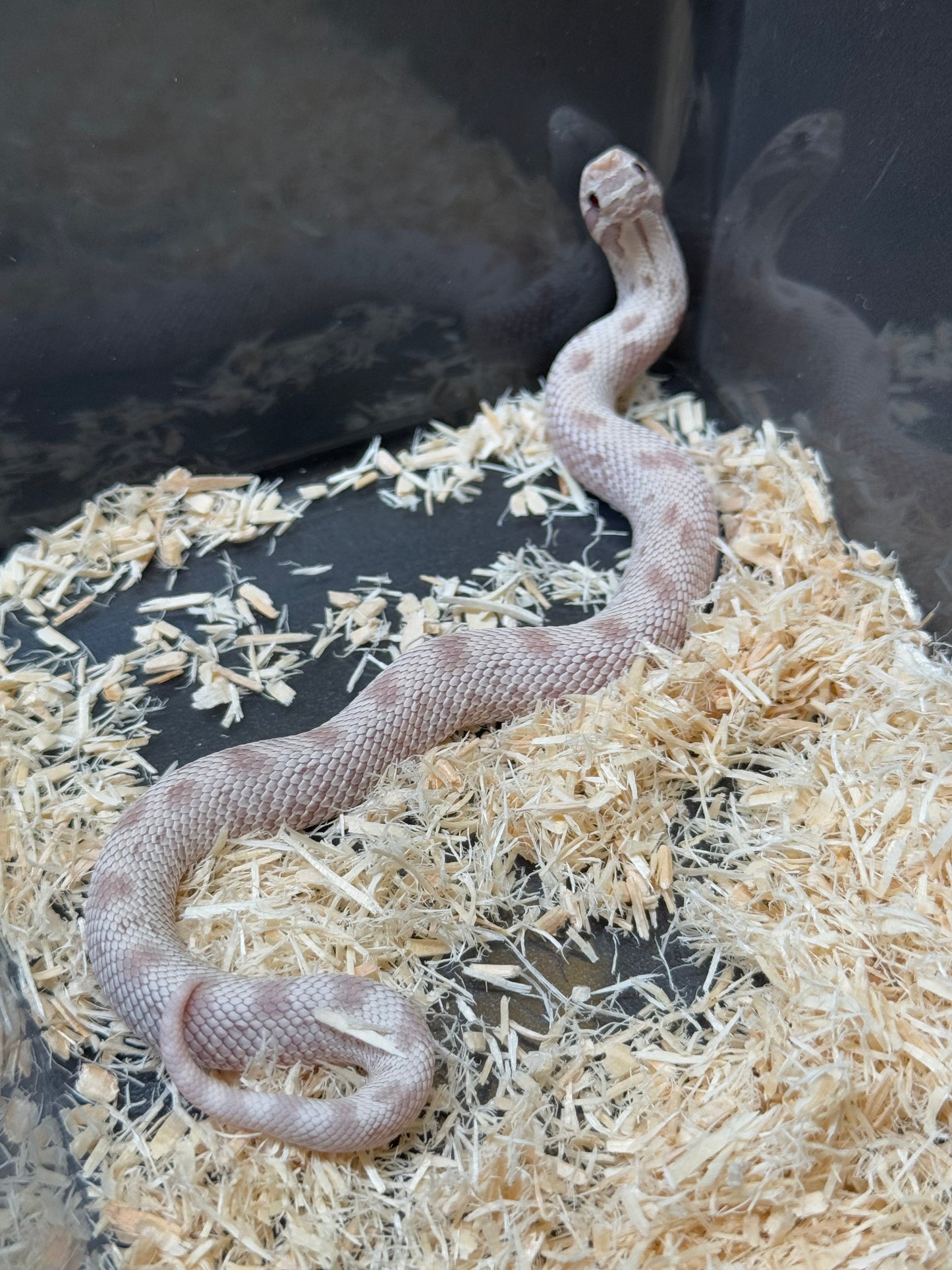 2025 毒藥康達 ♀ (H25341)