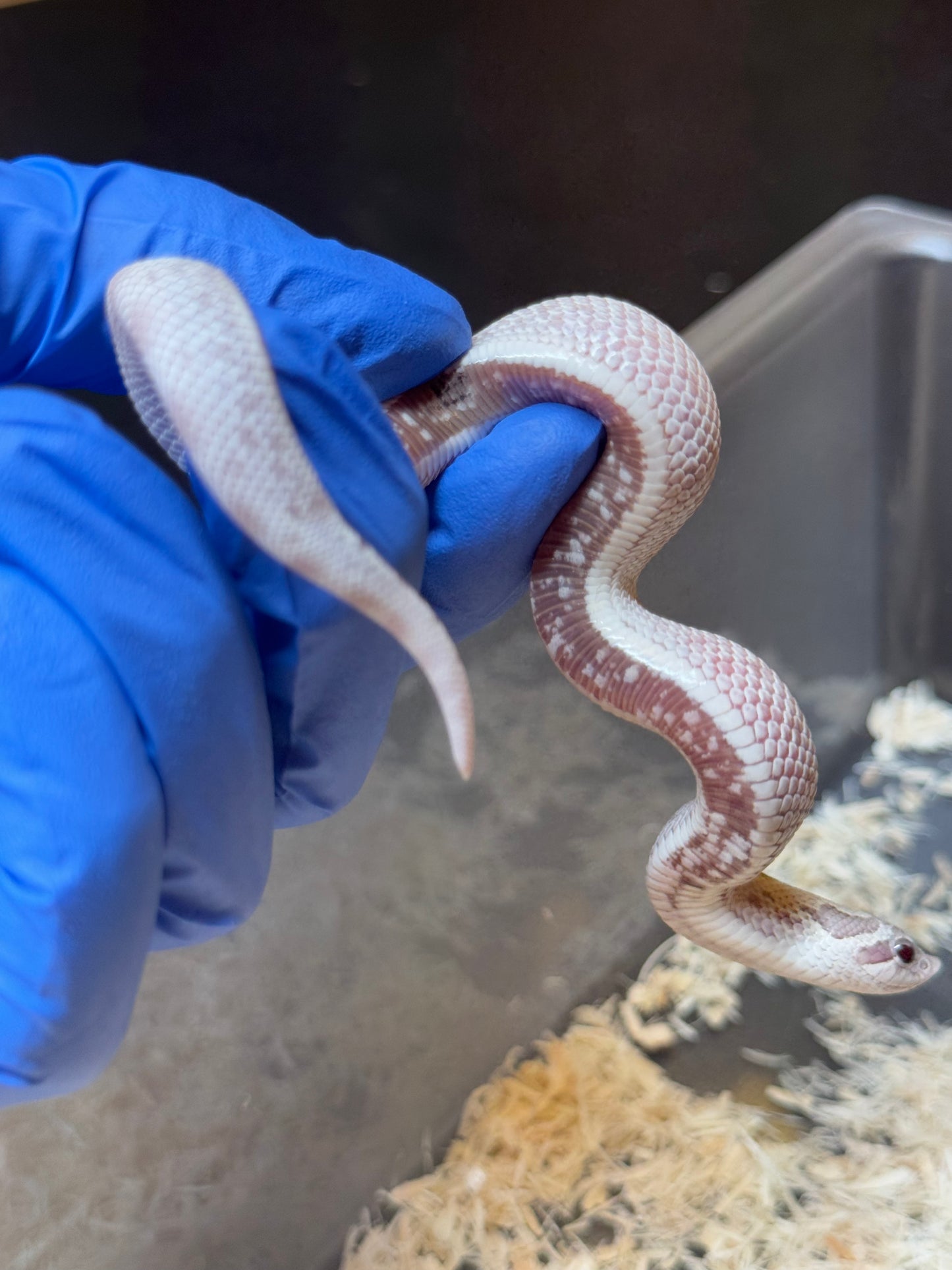 2025 毒藥康達 ♀ (H25341)