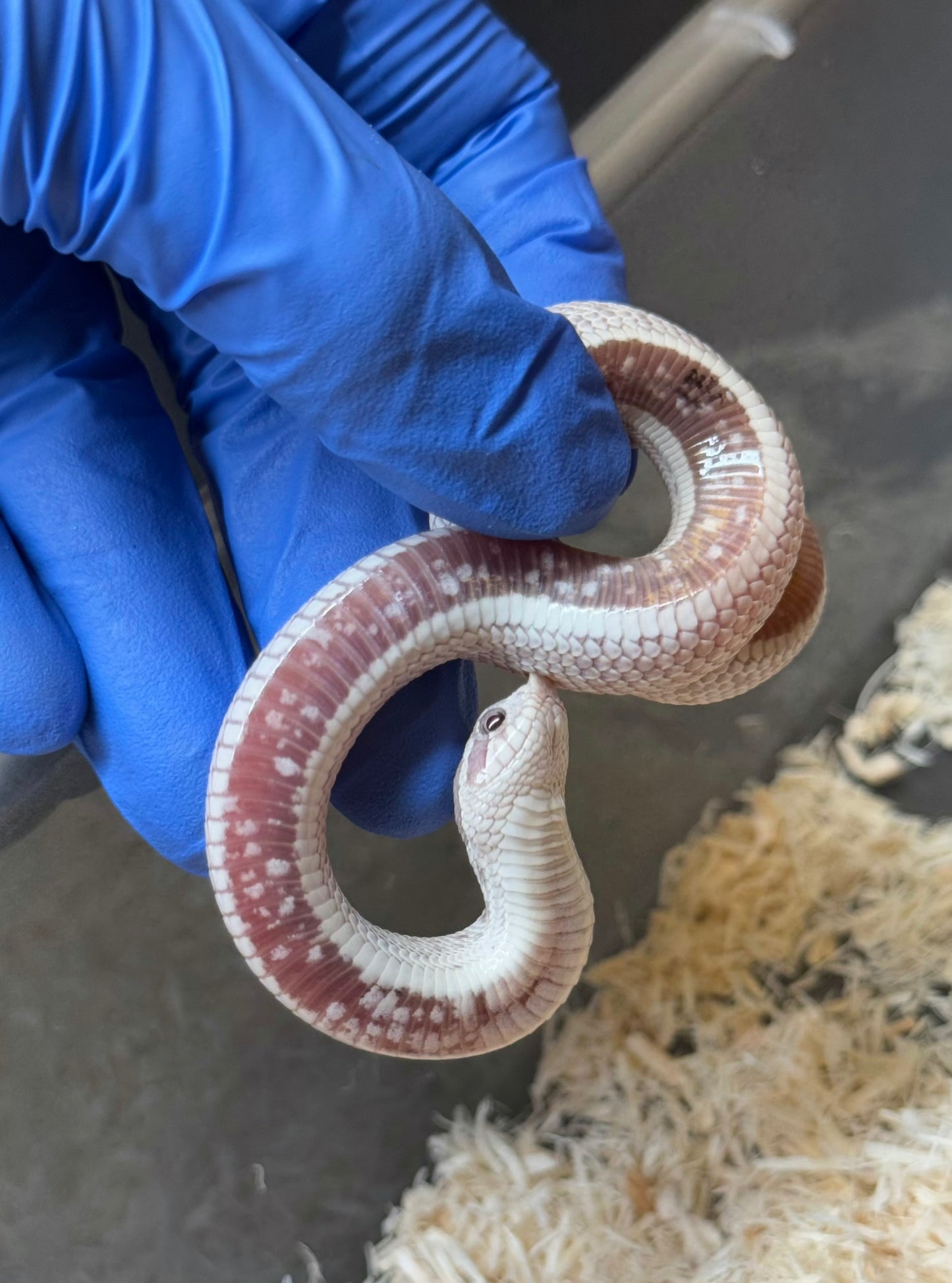 2025 毒藥康達 ♀ (H25341)