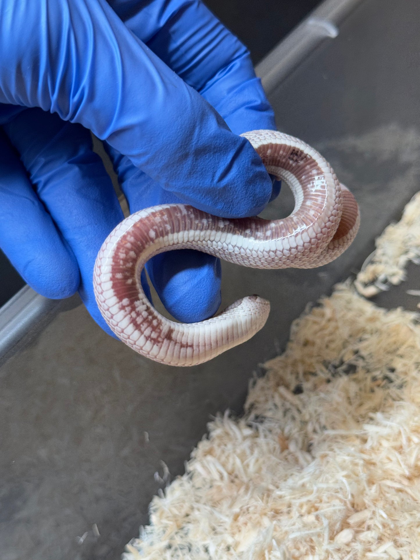 2025 毒藥康達 ♀ (H25341)