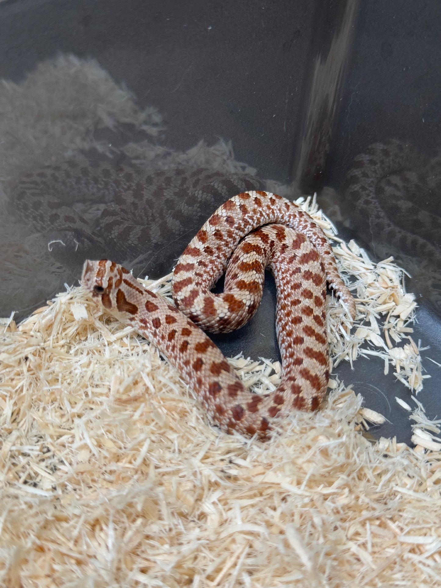 2025 Het毒藥 ♀ (H25353)