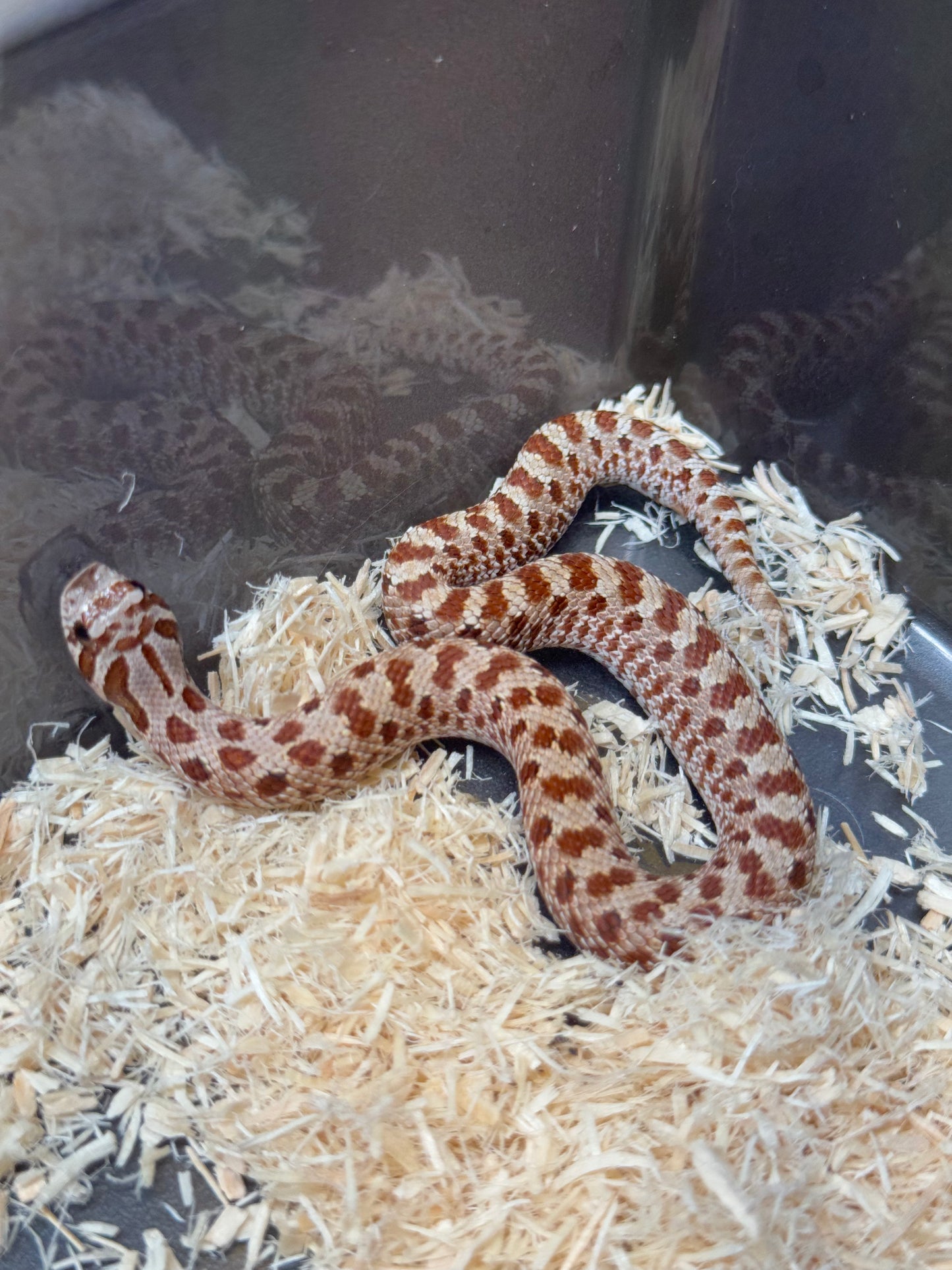 2025 Het毒藥 ♀ (H25353)