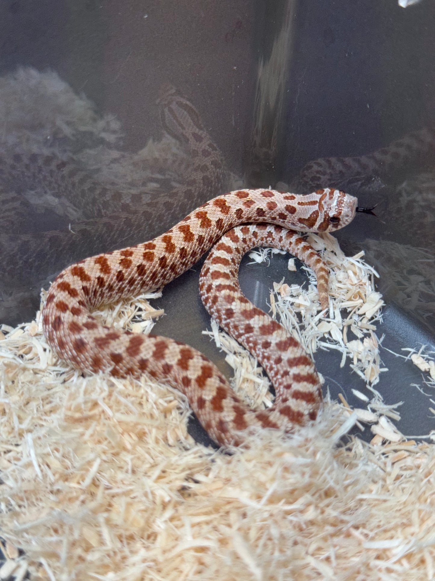 2025 Het毒藥 ♀ (H25353)