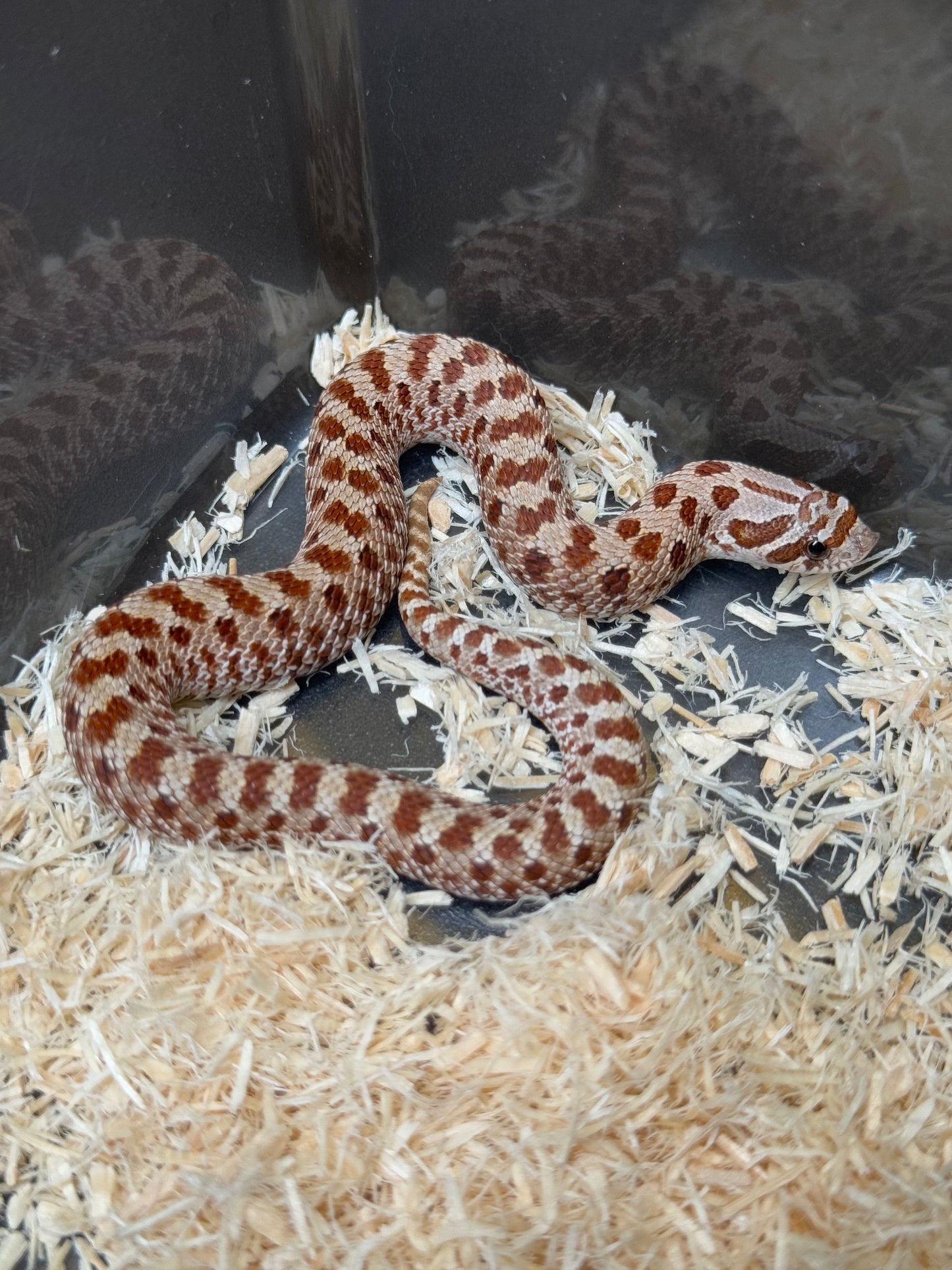 2025 Het毒藥 ♀ (H25353)