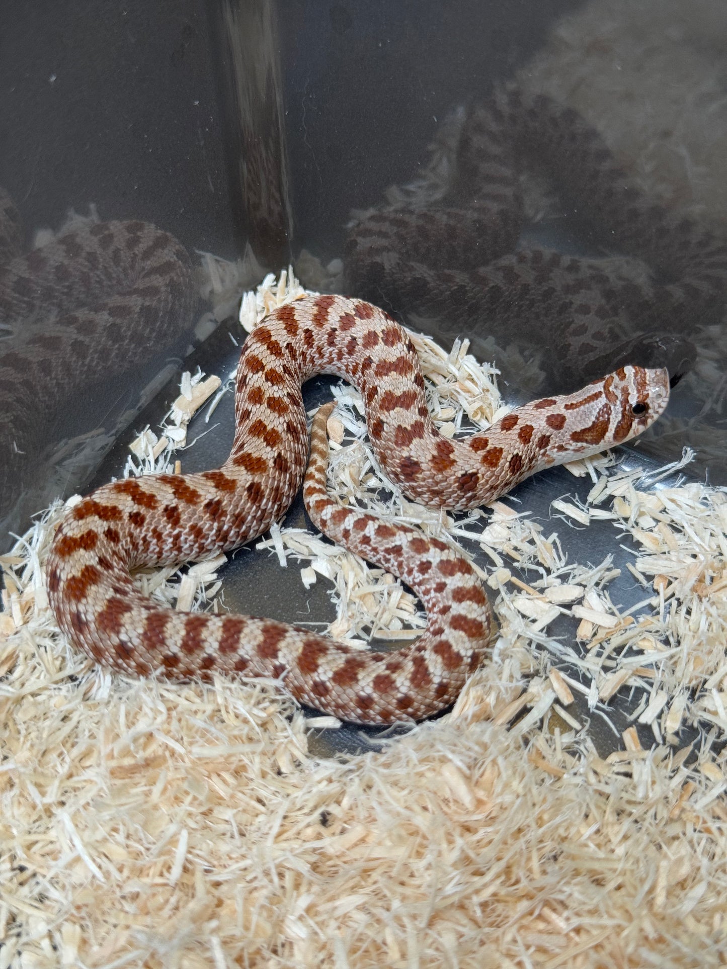 2025 Het毒藥 ♀ (H25353)