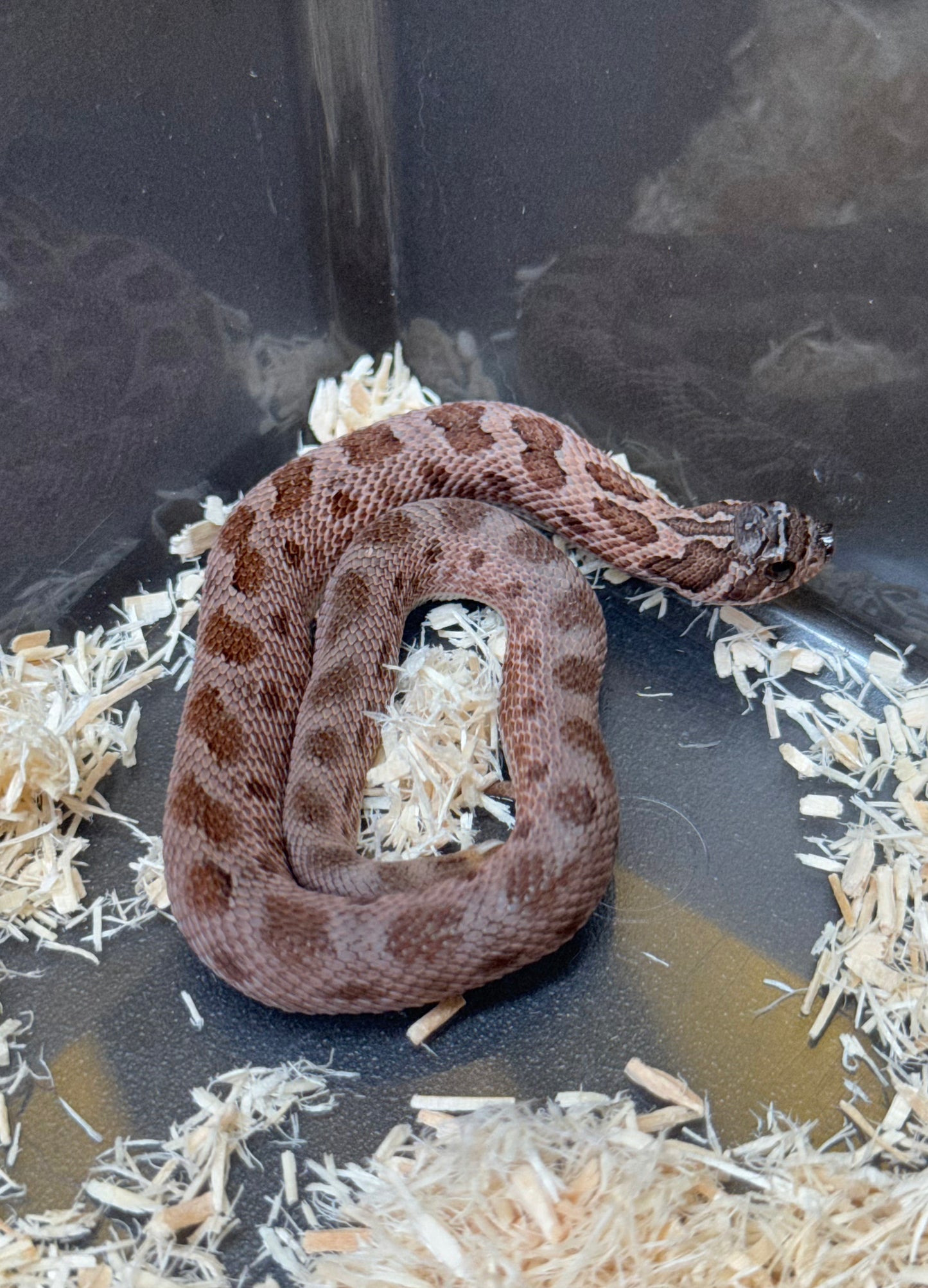 2025 北極紫貂康達Het太陽爆炸 ♀ (H25365)